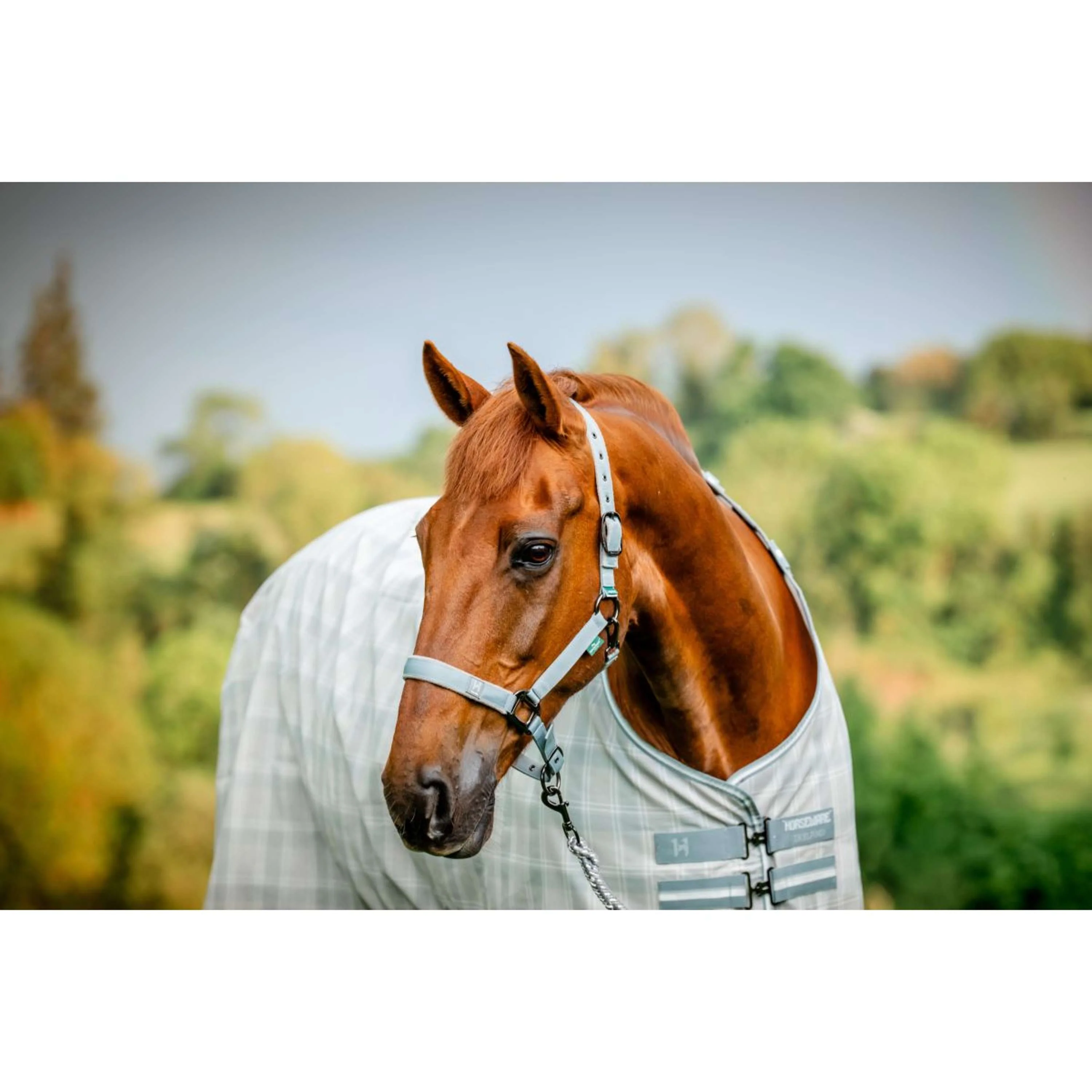 Amigo Halfter & Strick Newmarket Witney Charcoal - Image 2