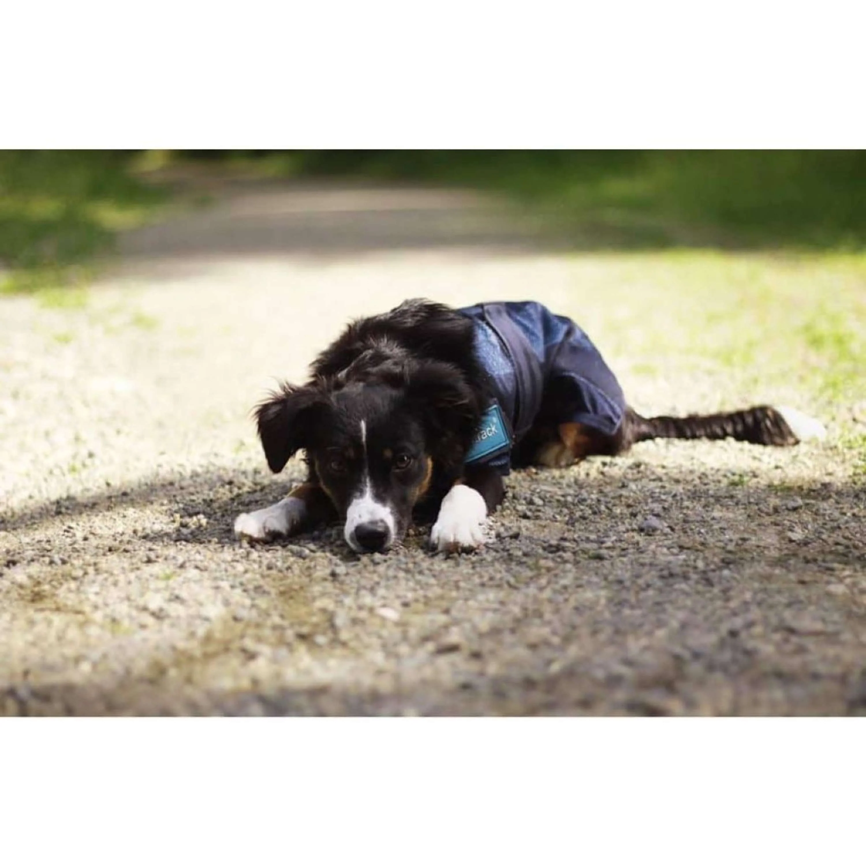Back on Track Cooling Rug Blau - Image 4