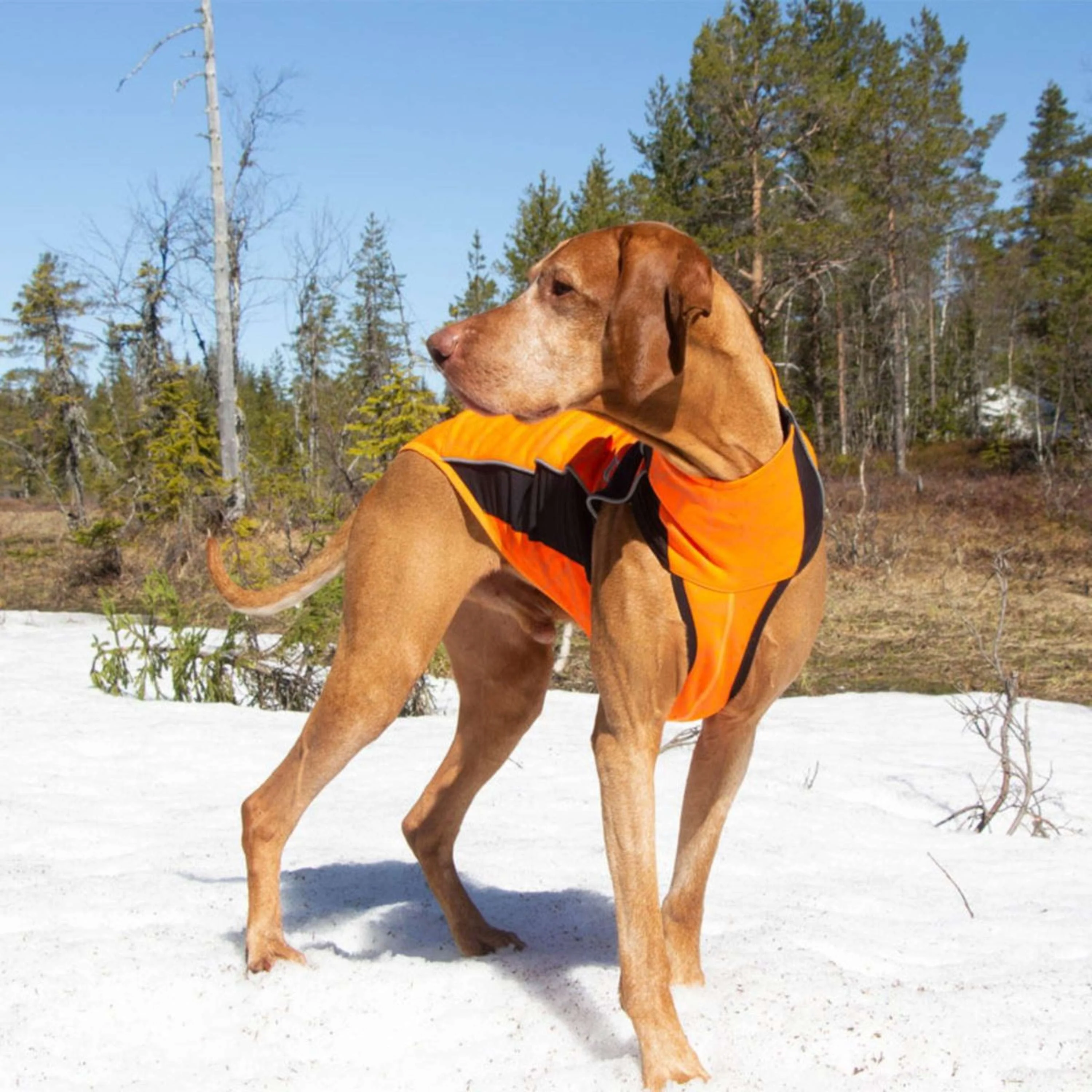 Back on Track Hundejacke Eddie High Visibility Orange - Image 10