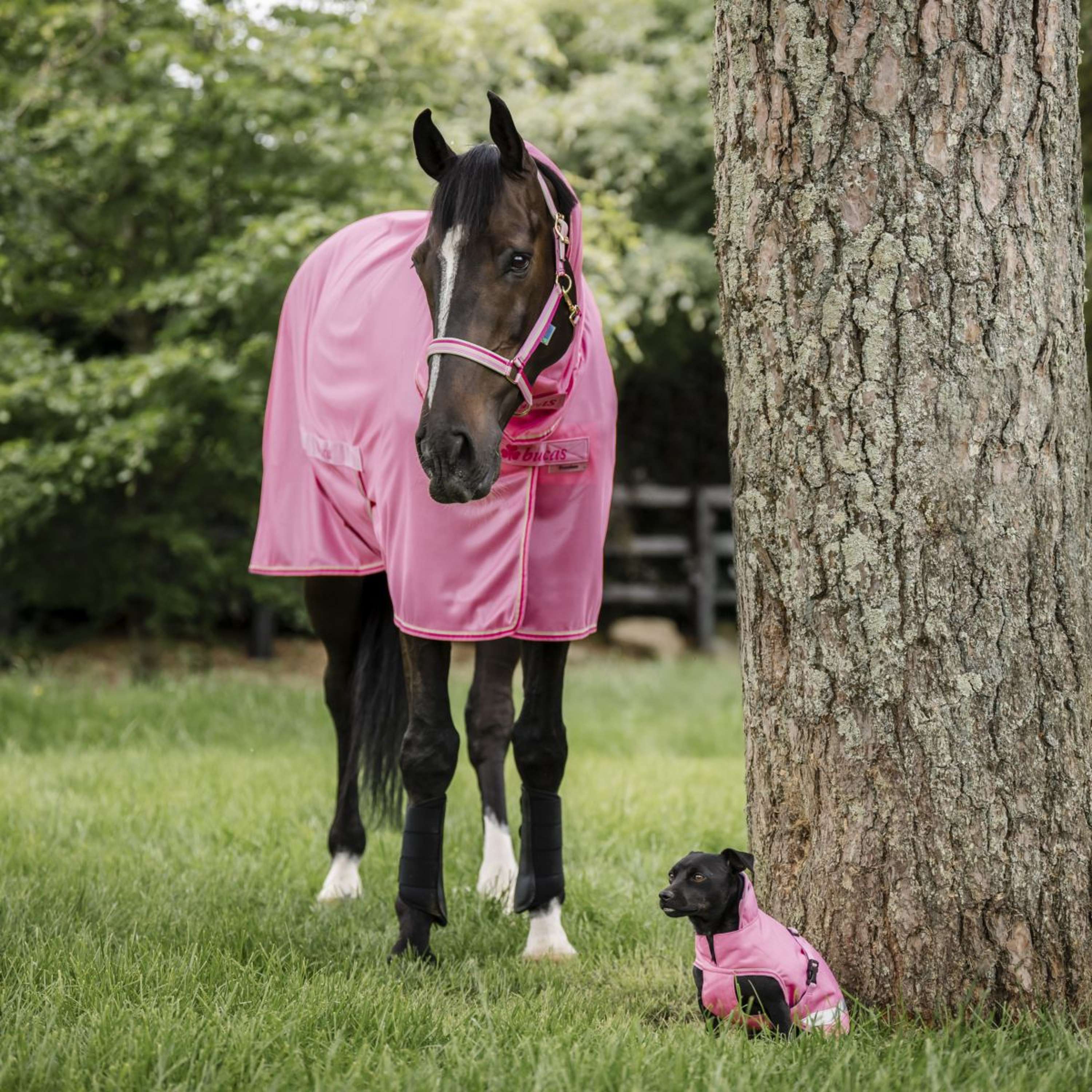 Bucas Freedom Fly Sheet Full Neck Aurora Pink - Image 2