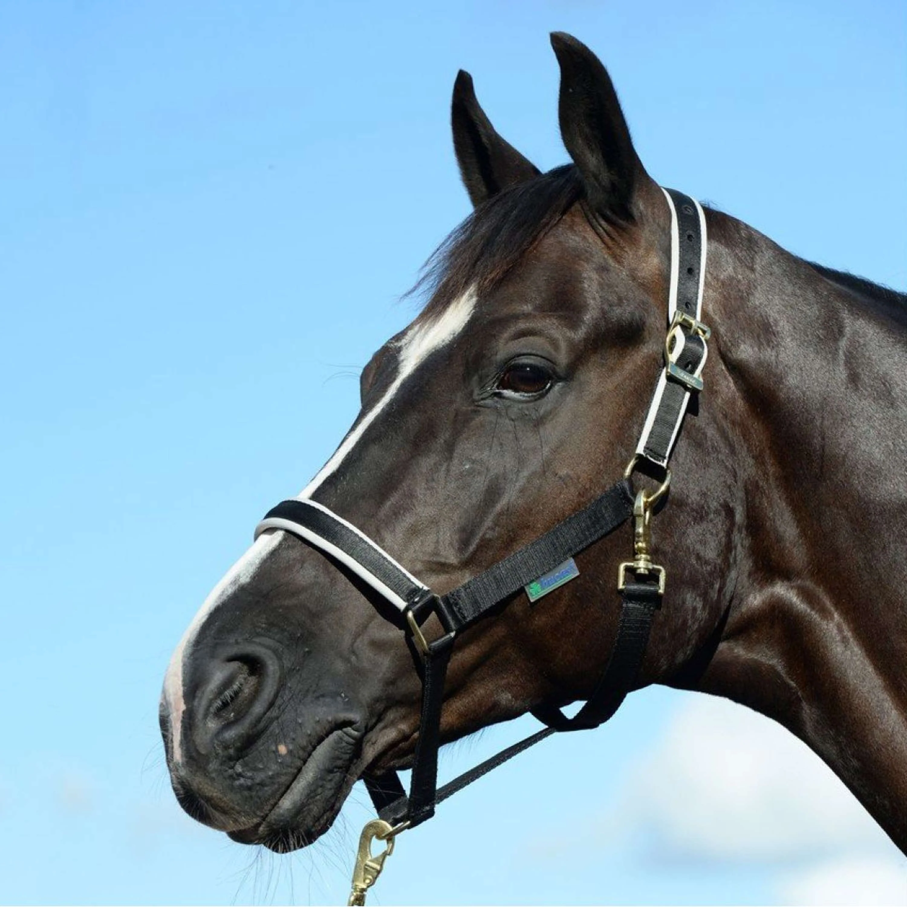 Bucas Halfter Dublin Black/Silver - Image 2
