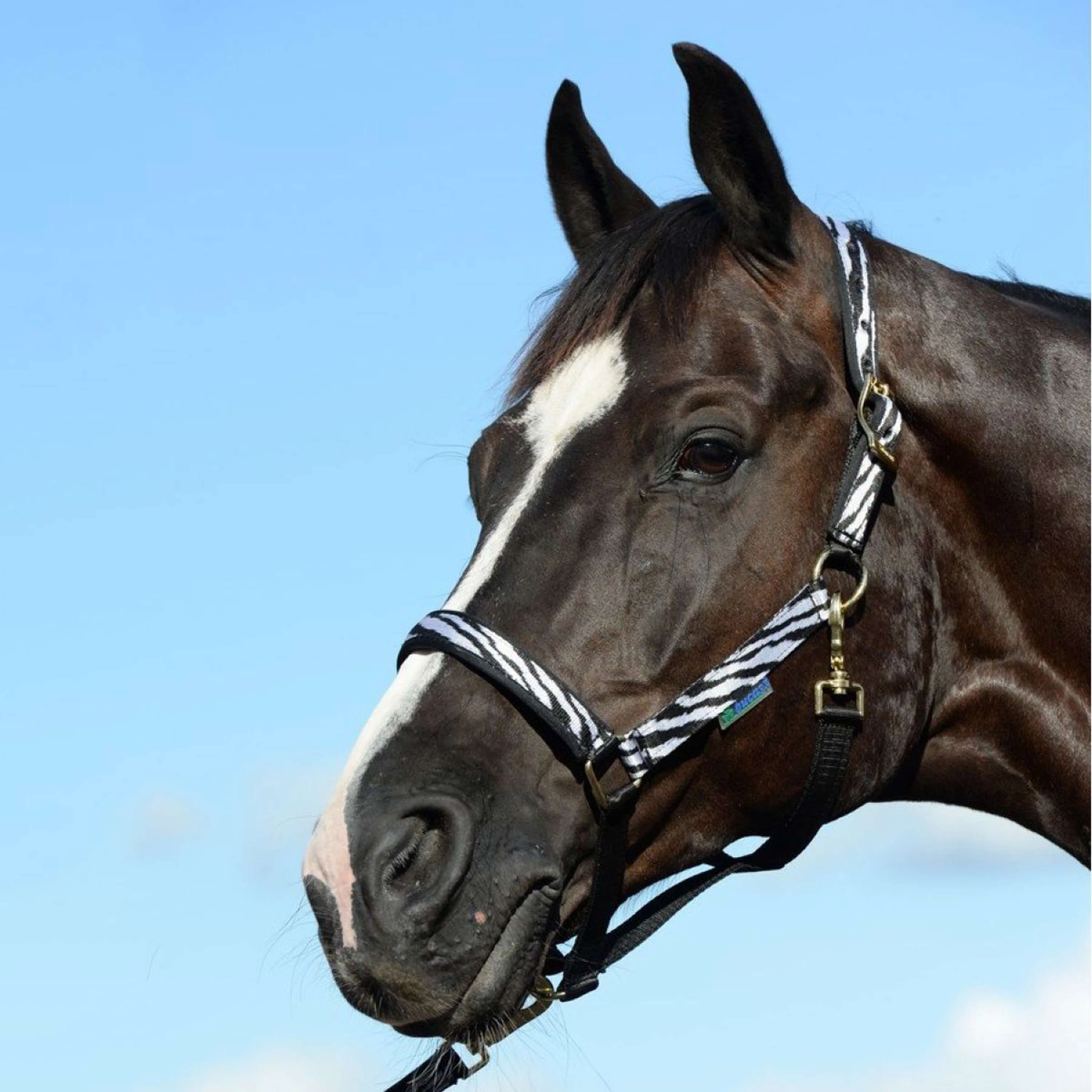 Bucas Halfter Dublin Foal Zebra - Image 3
