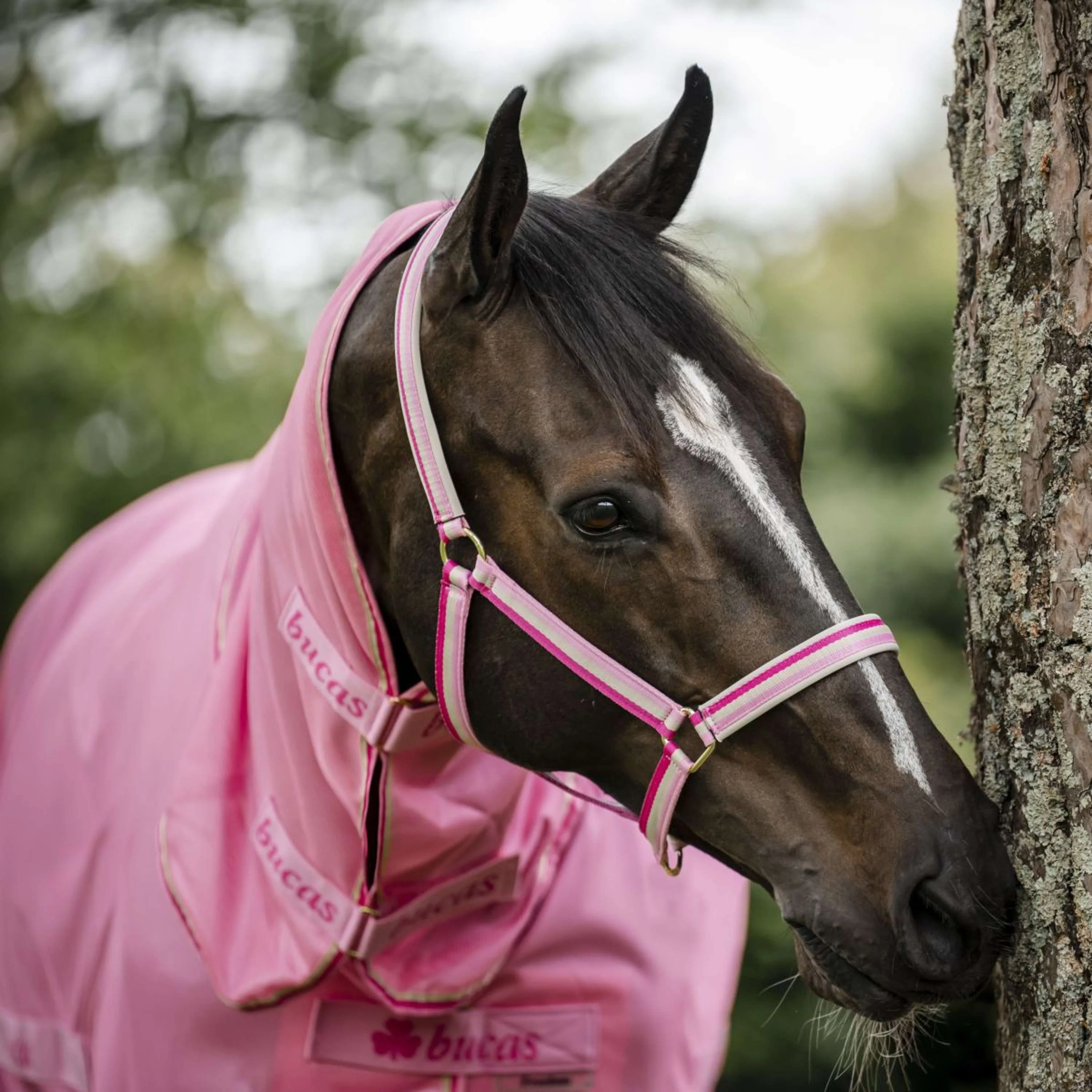 Bucas Halfter Dublin Fohlen Aurora Pink - Image 5