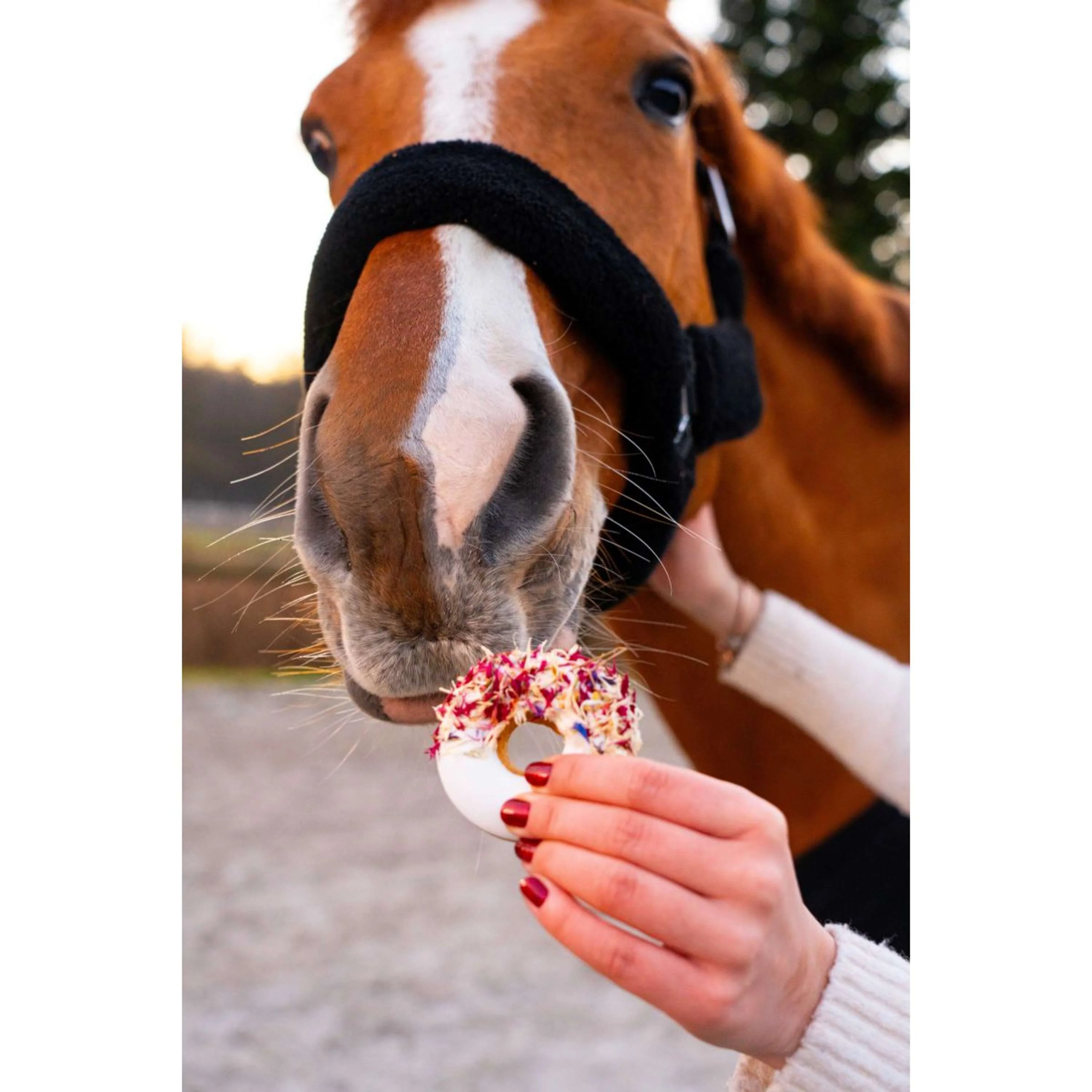 Candy Horse Love Donuts Hibiscus & Rosehip - Image 3