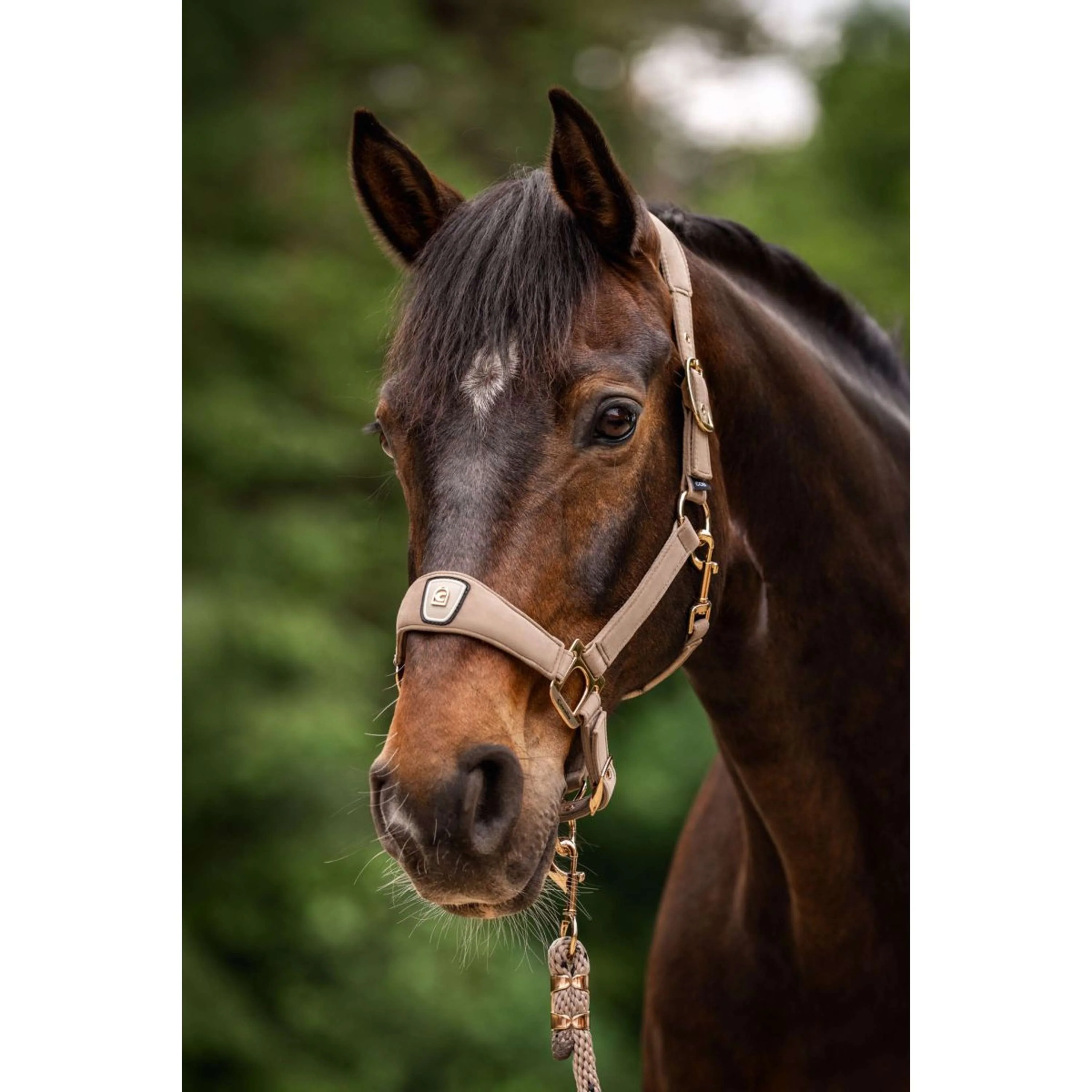 Cavallo Halfter CavalPawel Mocha Latte - Image 2