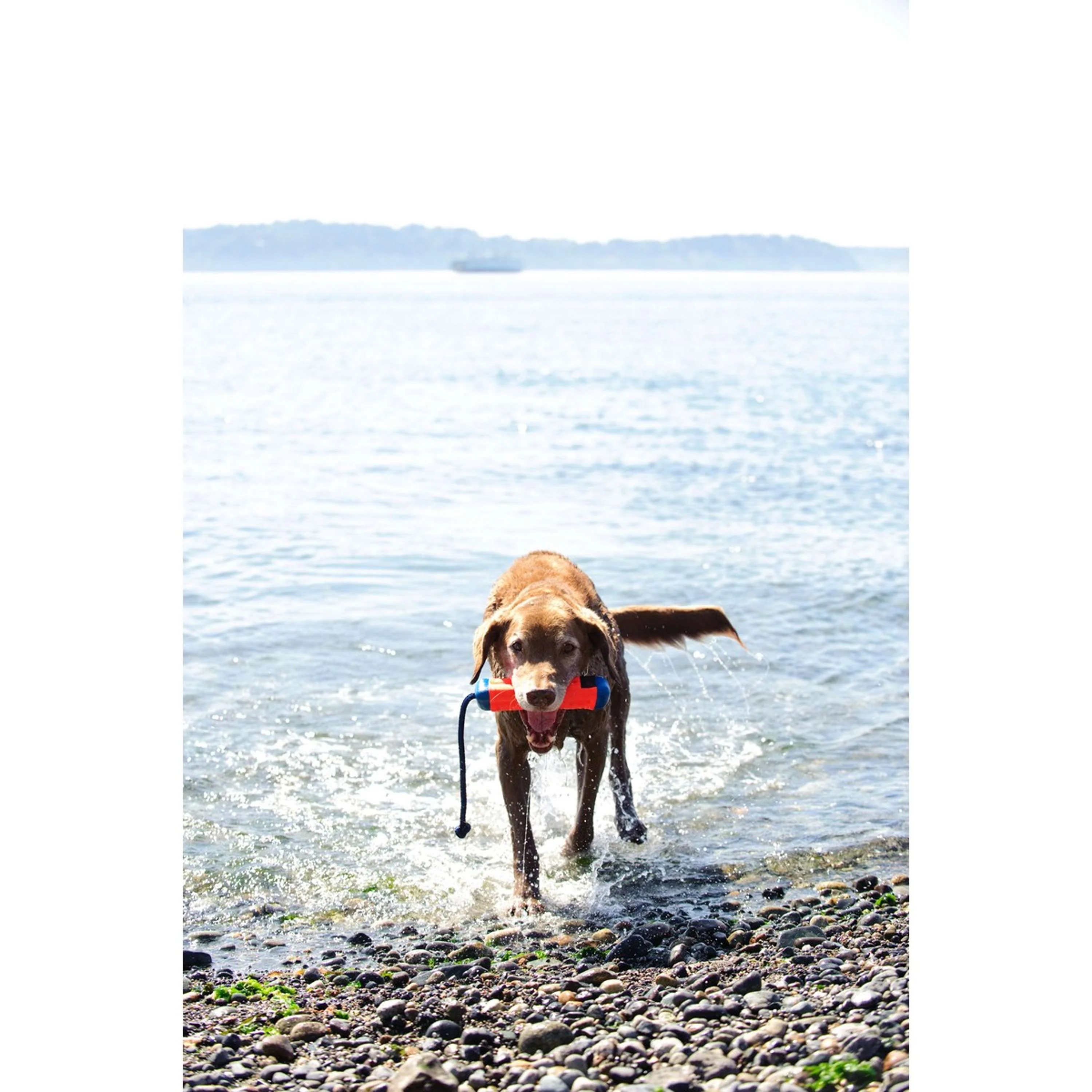 Chuckit Amphibious Bumper - Image 4