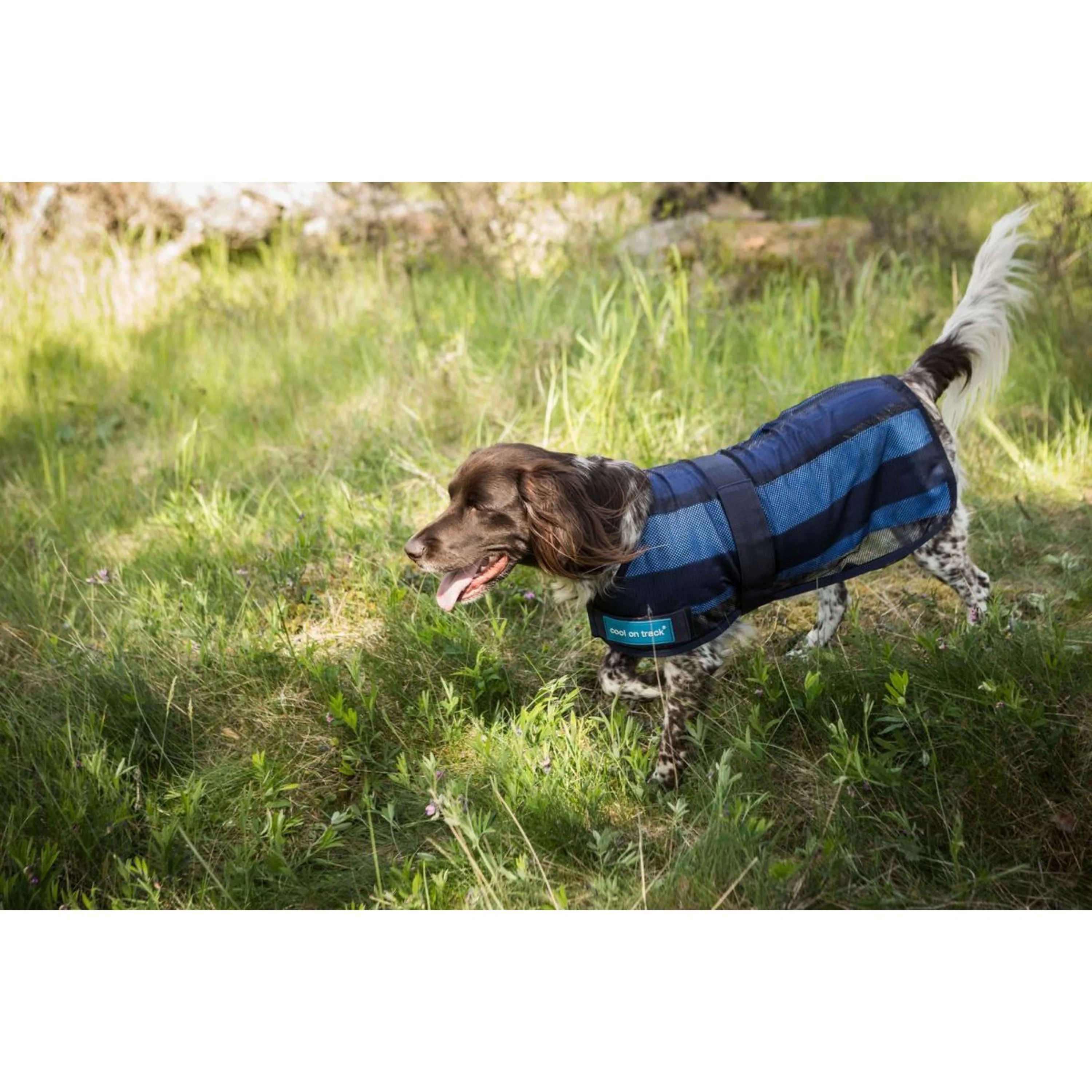 Cool on Track Hundejacke 2.0 Blau - Image 2
