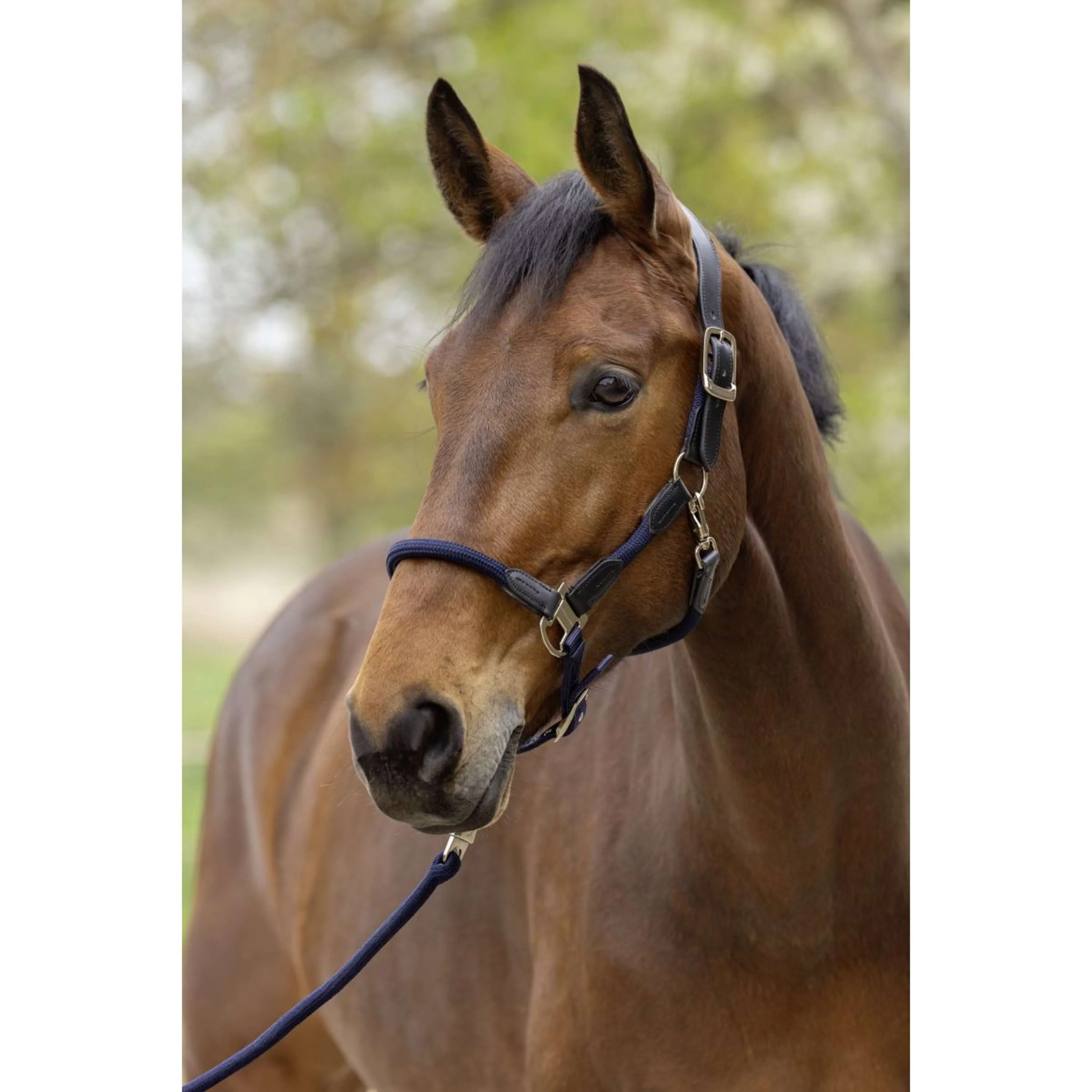 Covalliero Halfter SS26 Dunkle Navy - Image 2