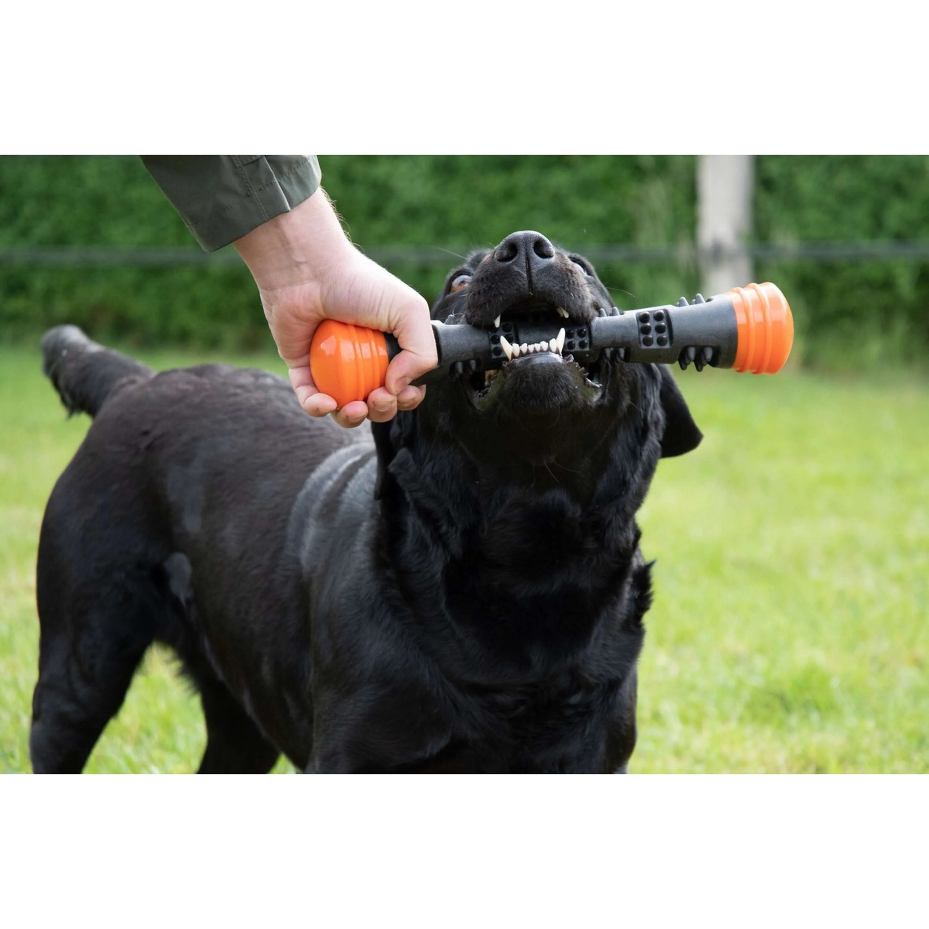 Dog Comets Wurfstock Meteor Orange - Image 2