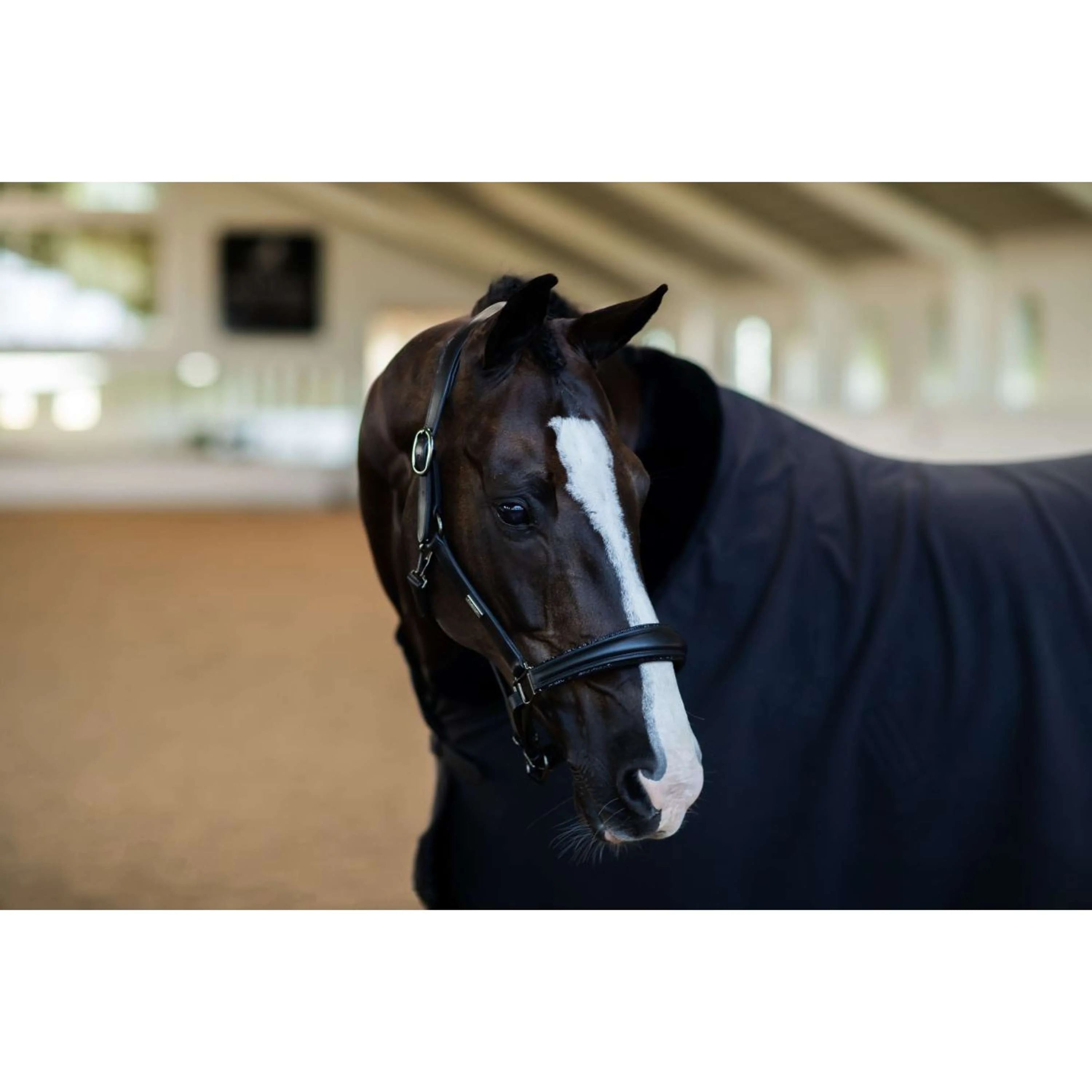 Equestrian Stockholm Halfter Glimmer Anatomic Leather Schwarz - Image 2