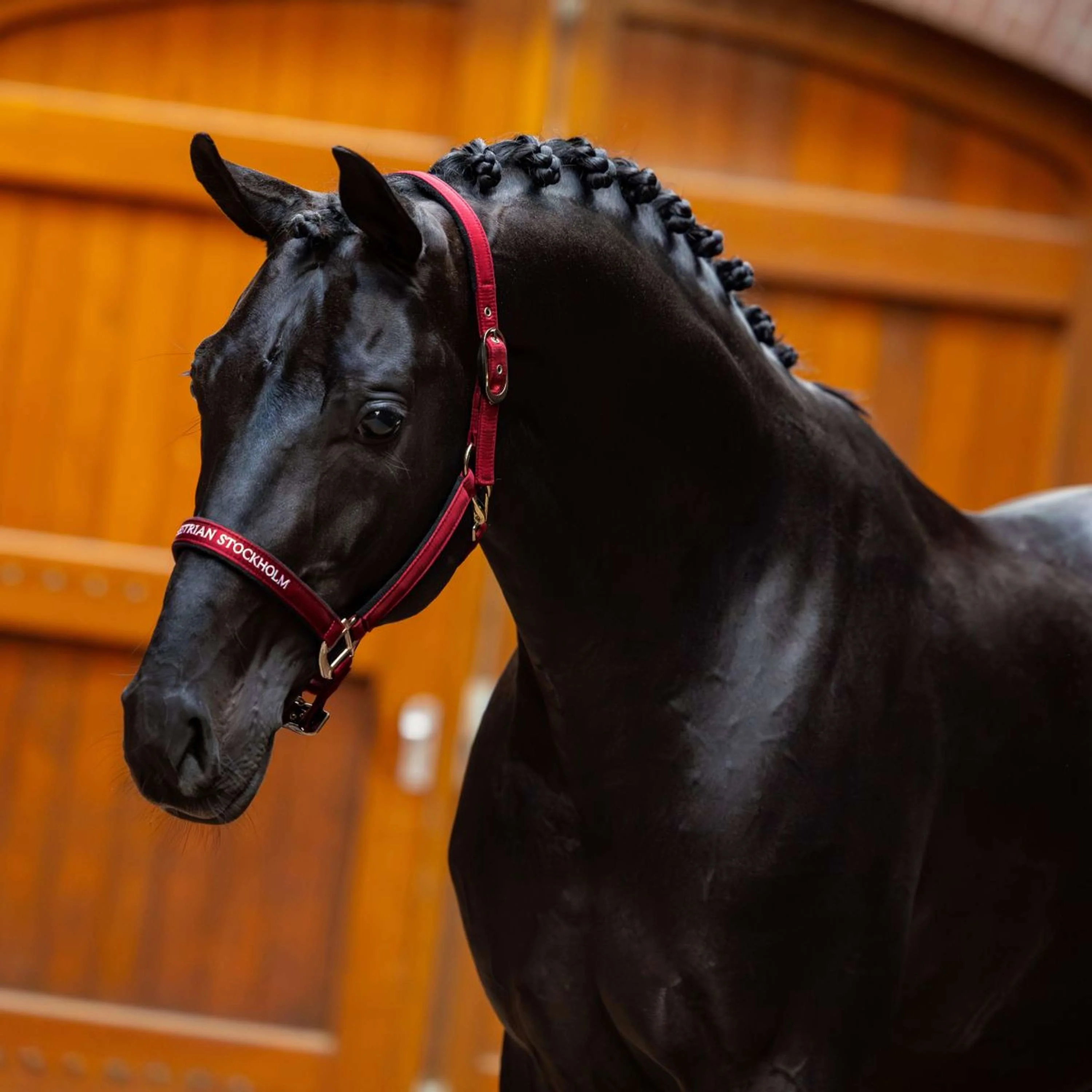 Equestrian Stockholm Halfter Line Bordeaux - Image 2
