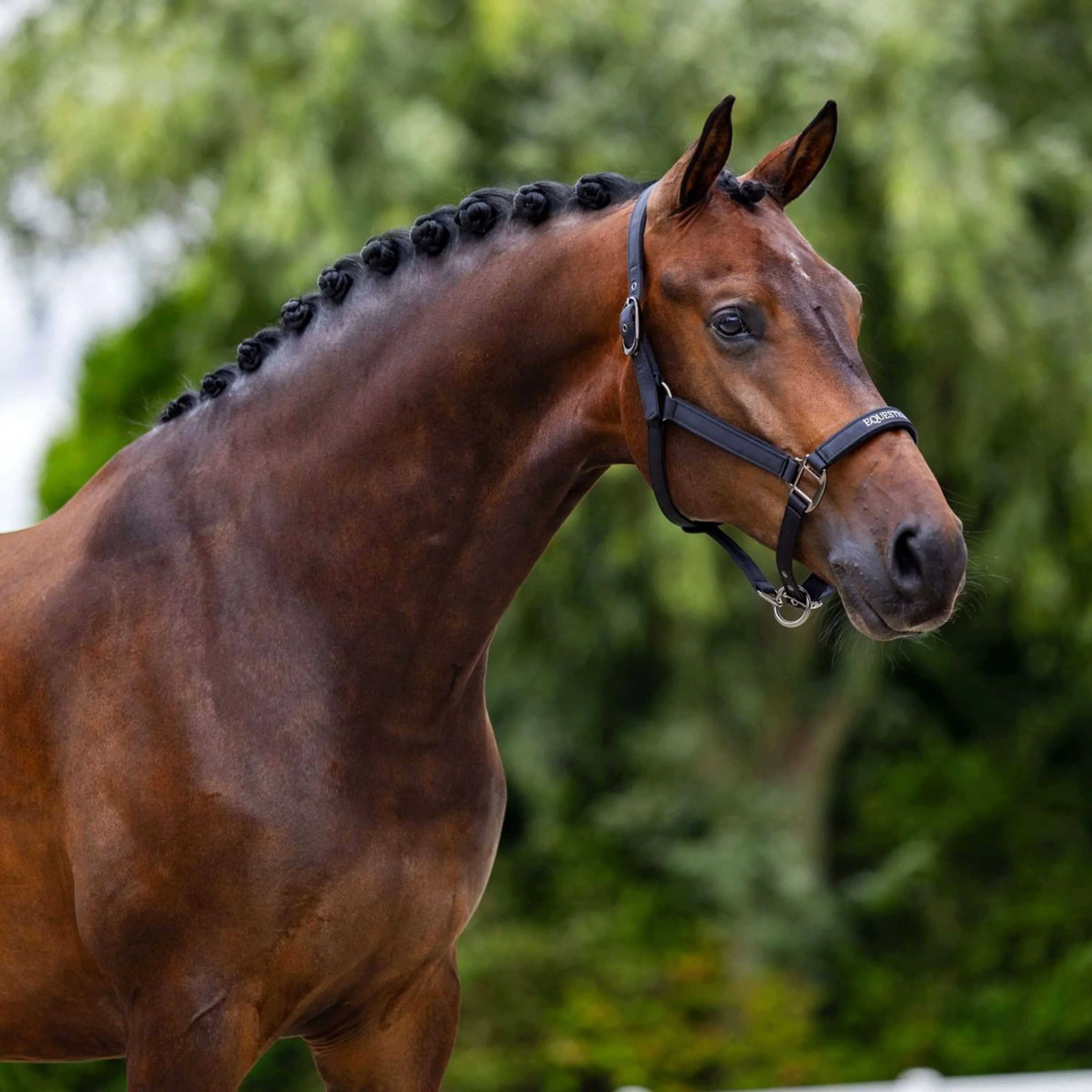 Equestrian Stockholm Halfter Line Schwarz - Image 2