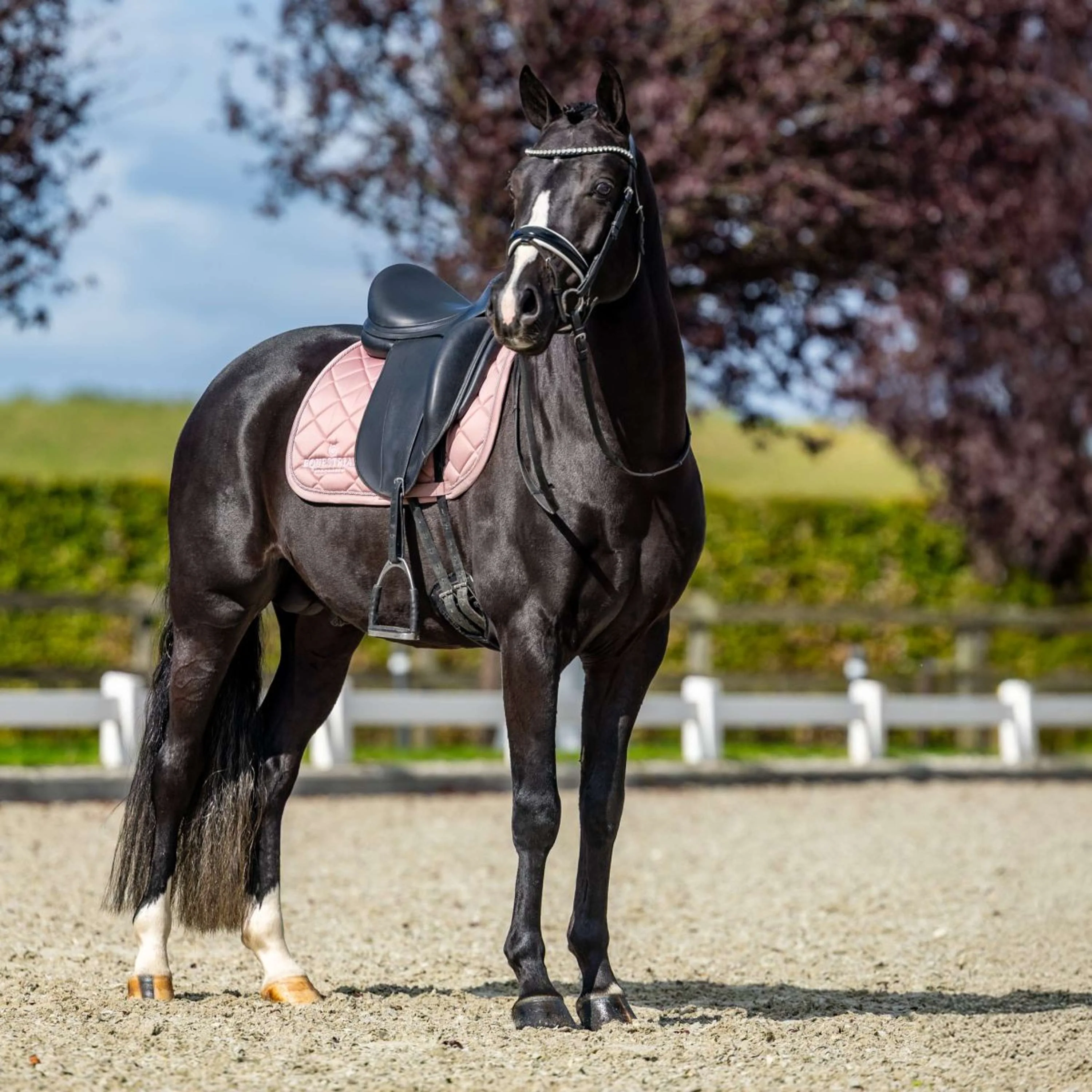 Equestrian Stockholm Schabracke Line Dressur Rosa - Image 5