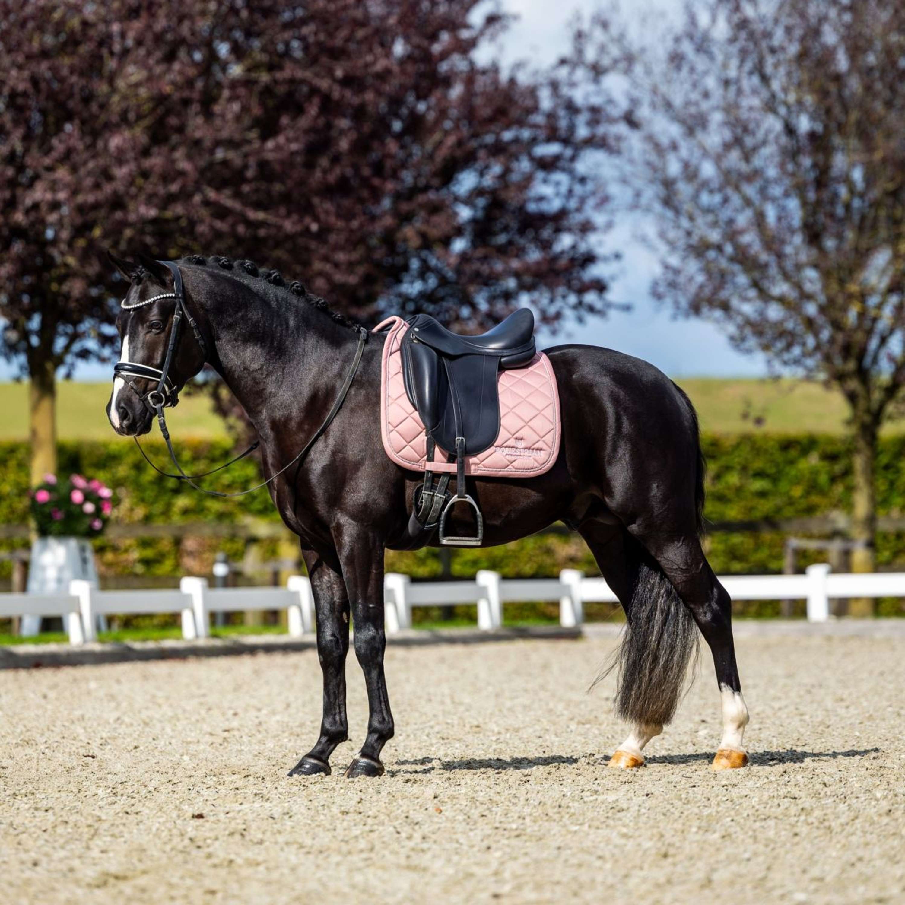 Equestrian Stockholm Schabracke Line Dressur Rosa - Image 6