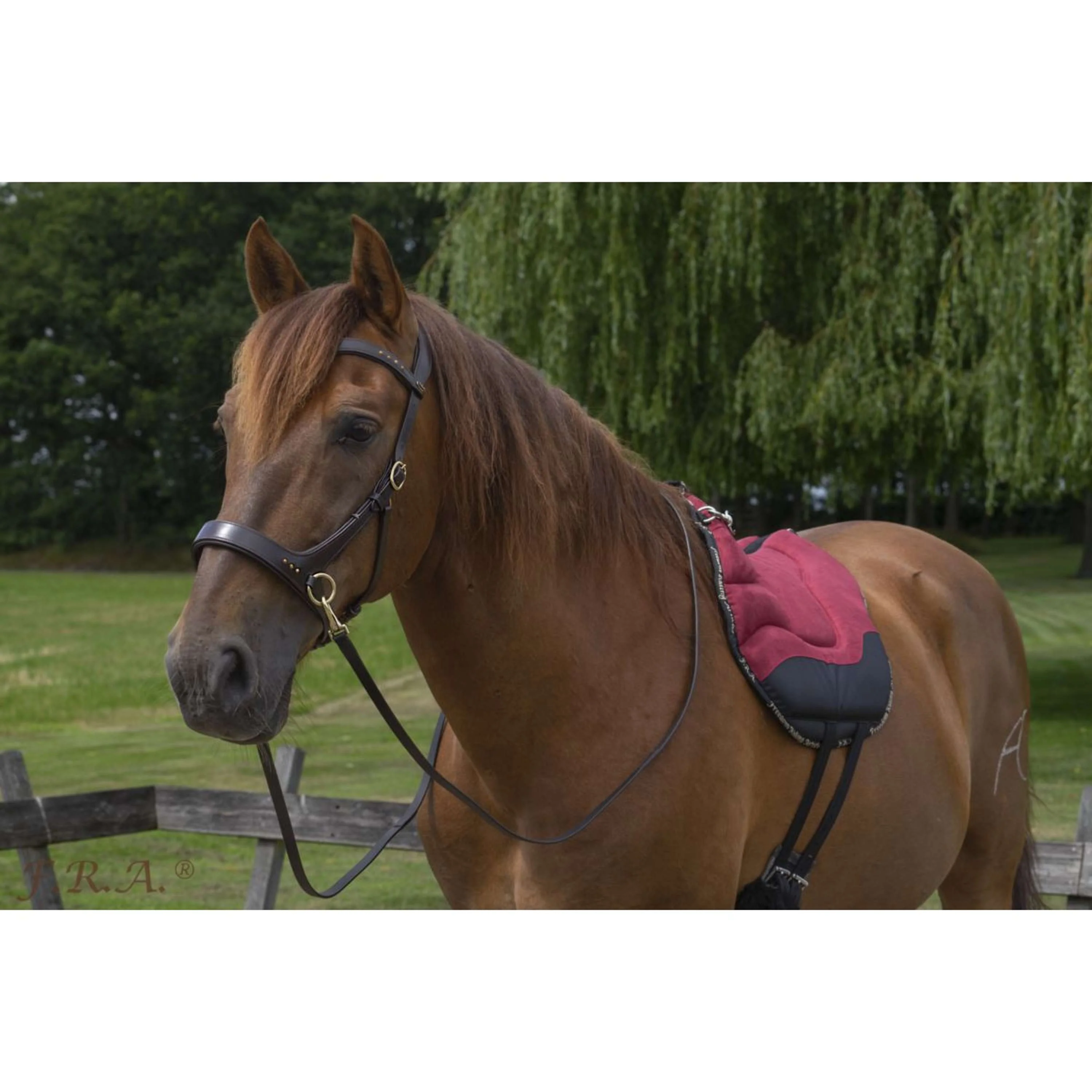 F.R.A. Bareback Pad Dardo Basic Bordeaux - Image 2