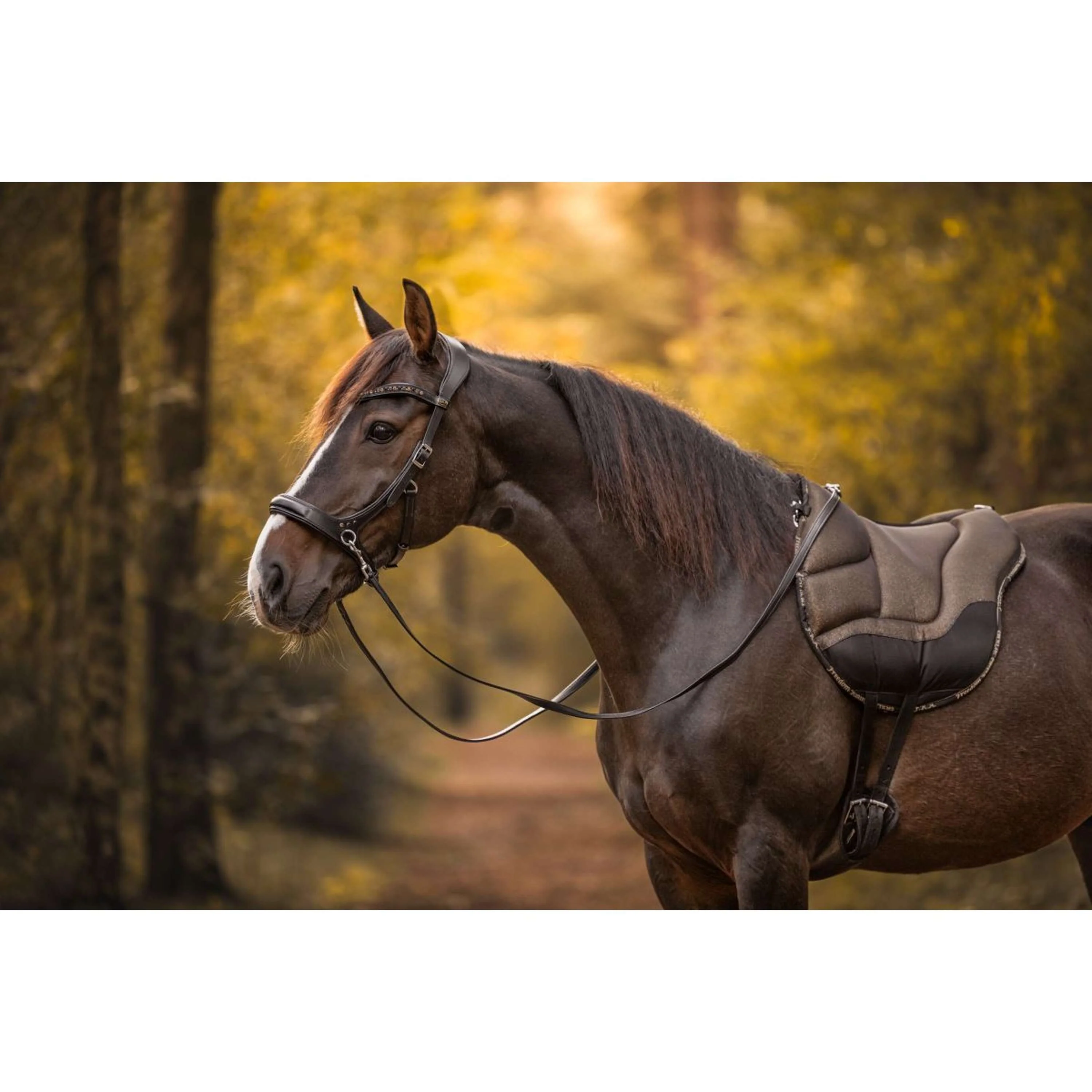 F.R.A. Bareback Pad Dardo Basic Bling Bling - Image 3