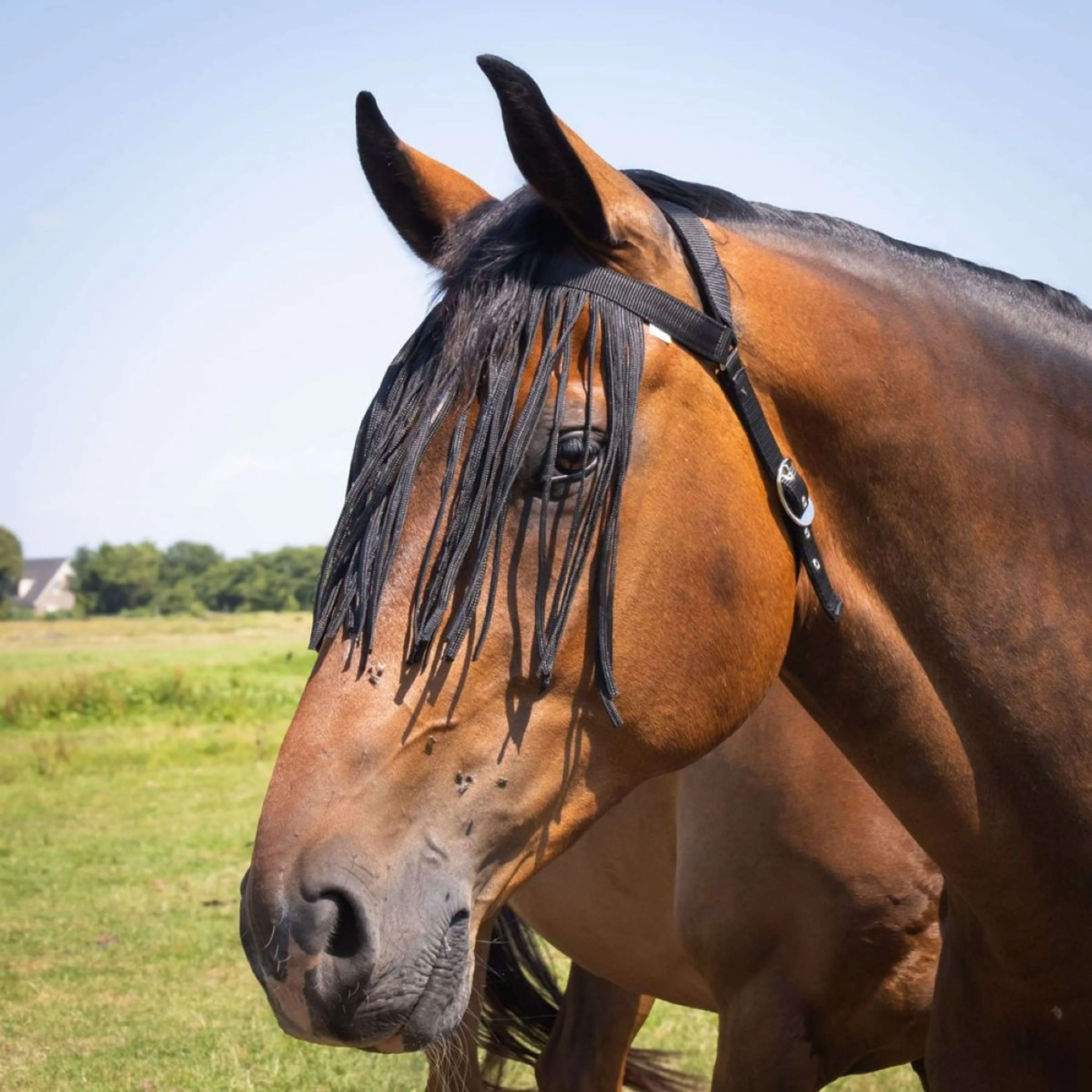 Harry's Horse Fliegenstirnband Comfort+ Schwarz - Image 2