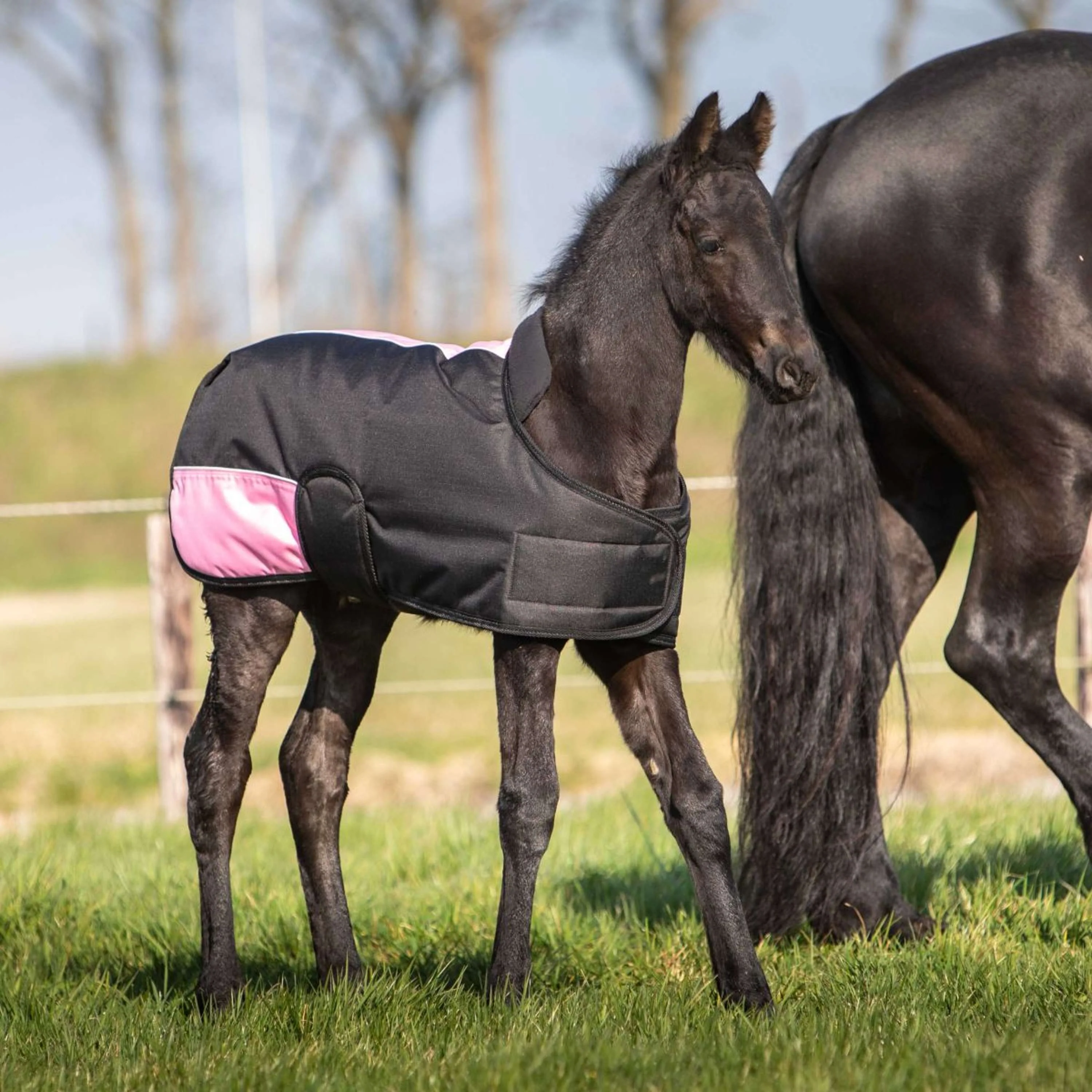 Harry's Horse Fohlendecke TwoTone Schwarz - Image 2