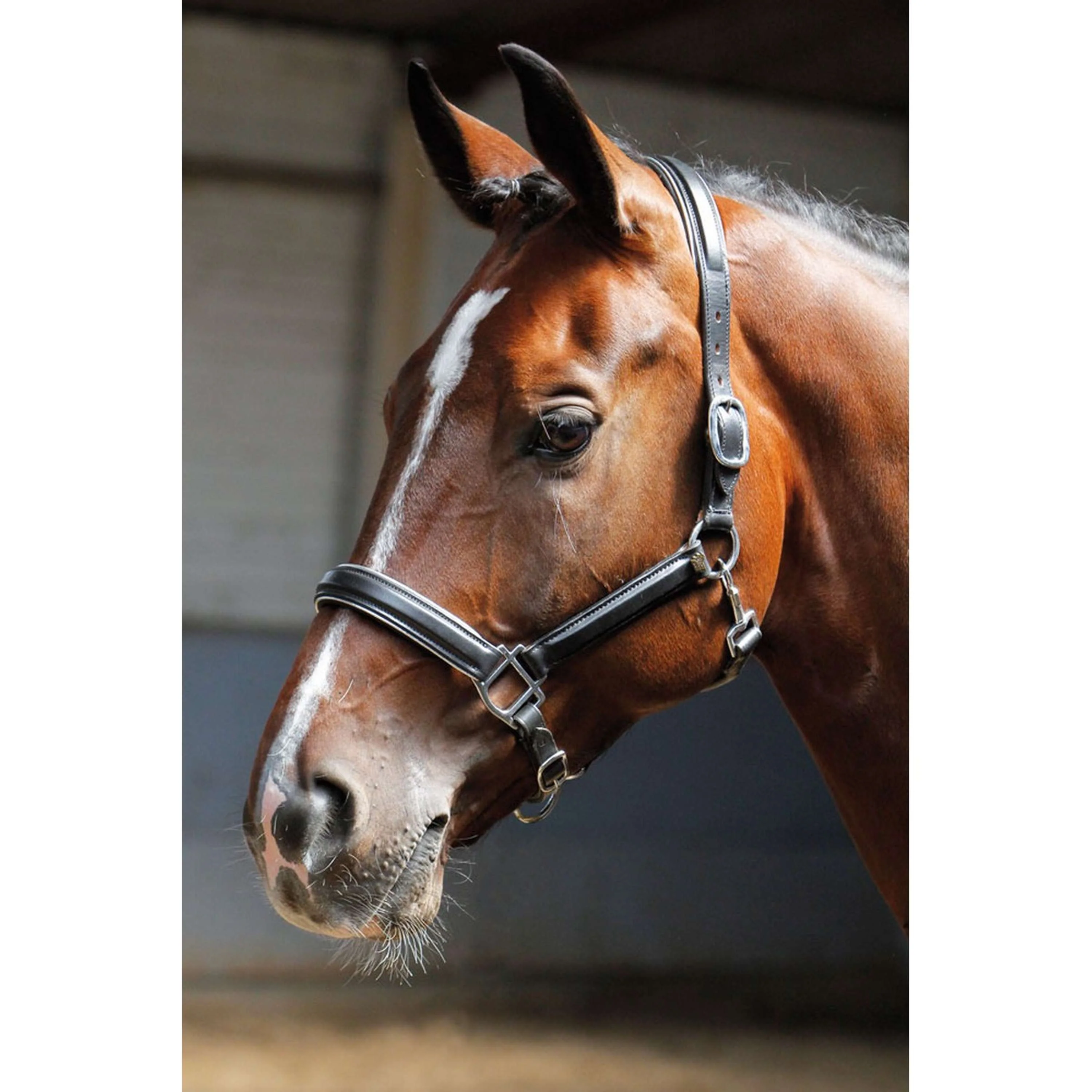 Harry's Horse Lederhalfter mit Paspel Silber - Image 2