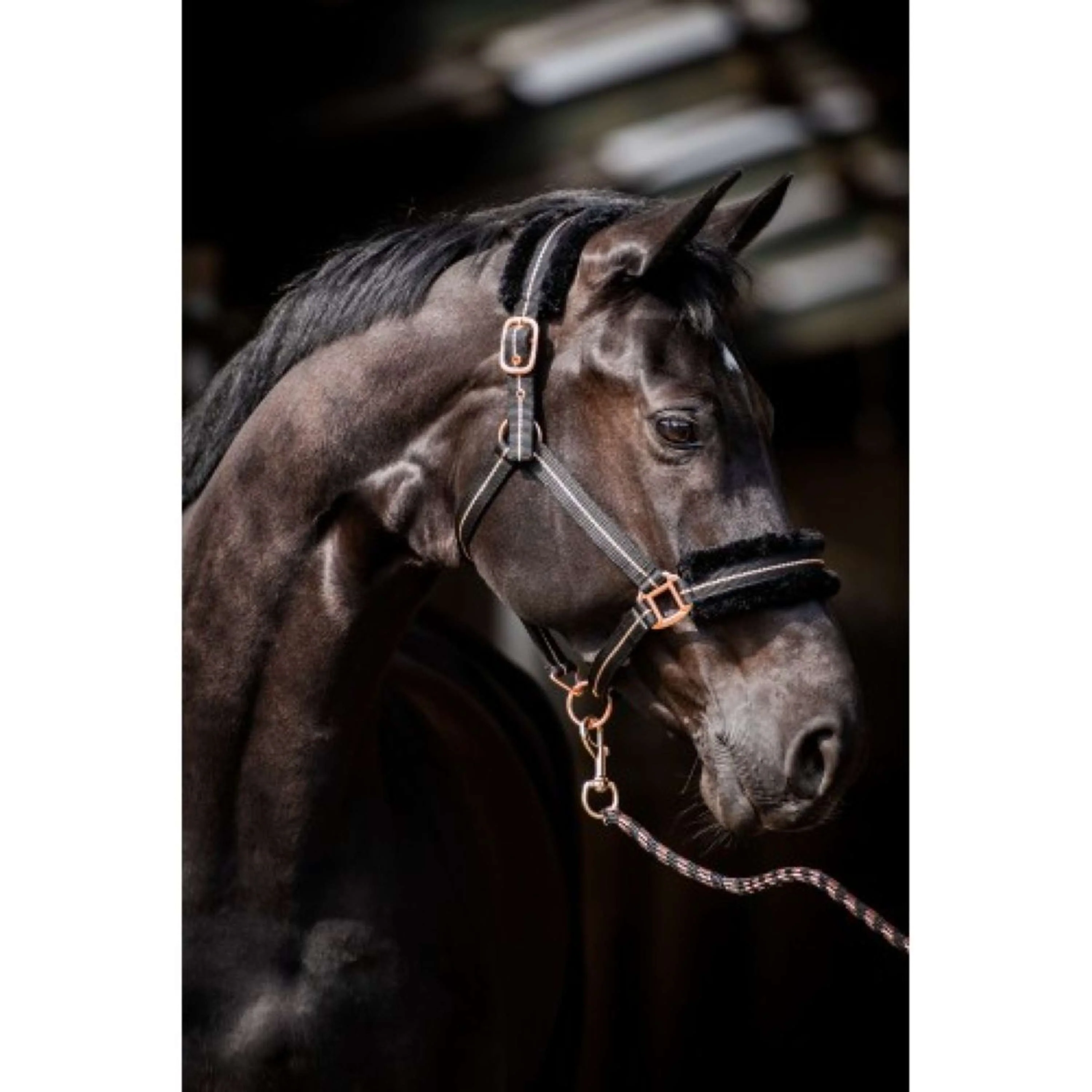 HB Halfter Europe Rose Schwarz - Image 2