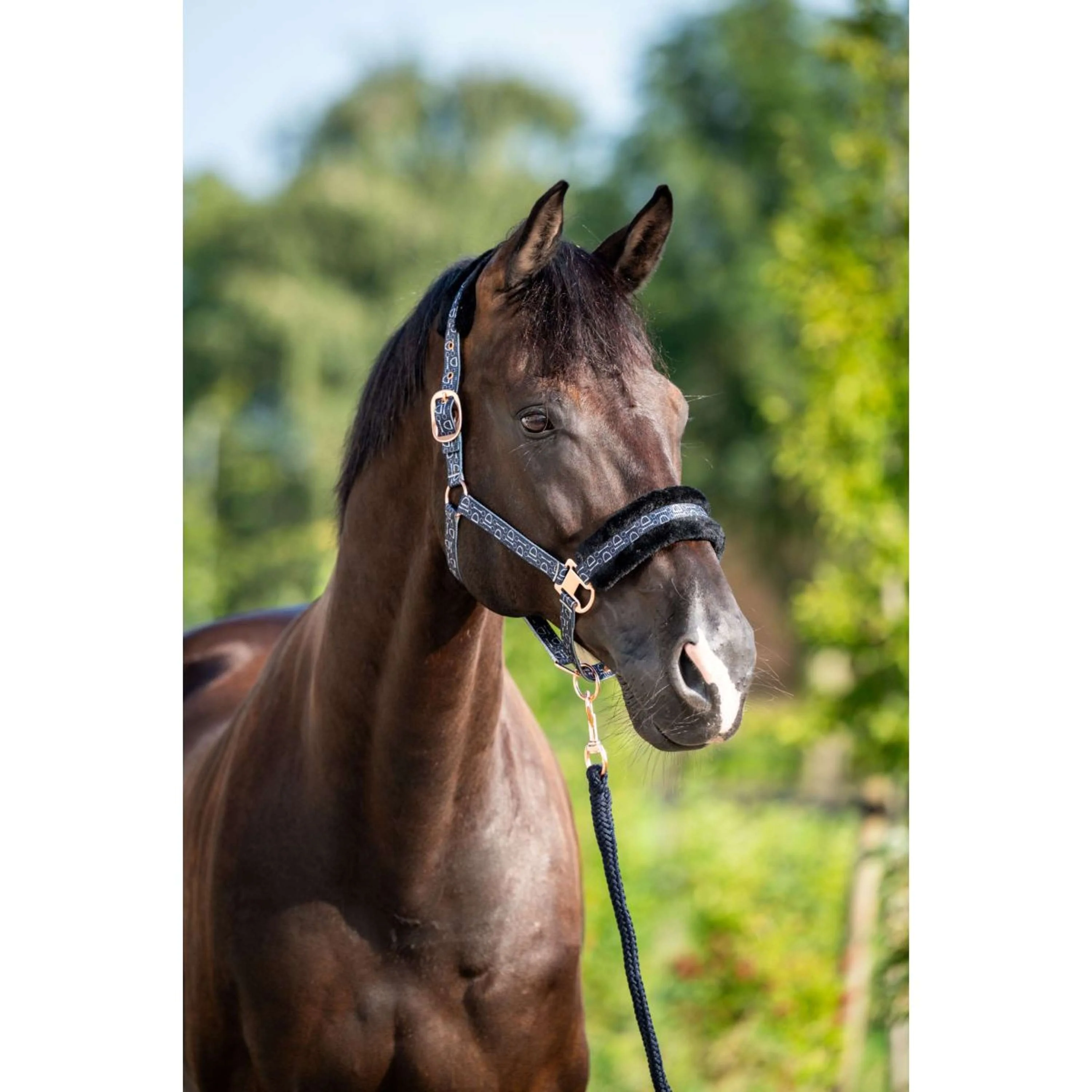 HB Halfter Showtime Pioneer Schwarz - Image 2