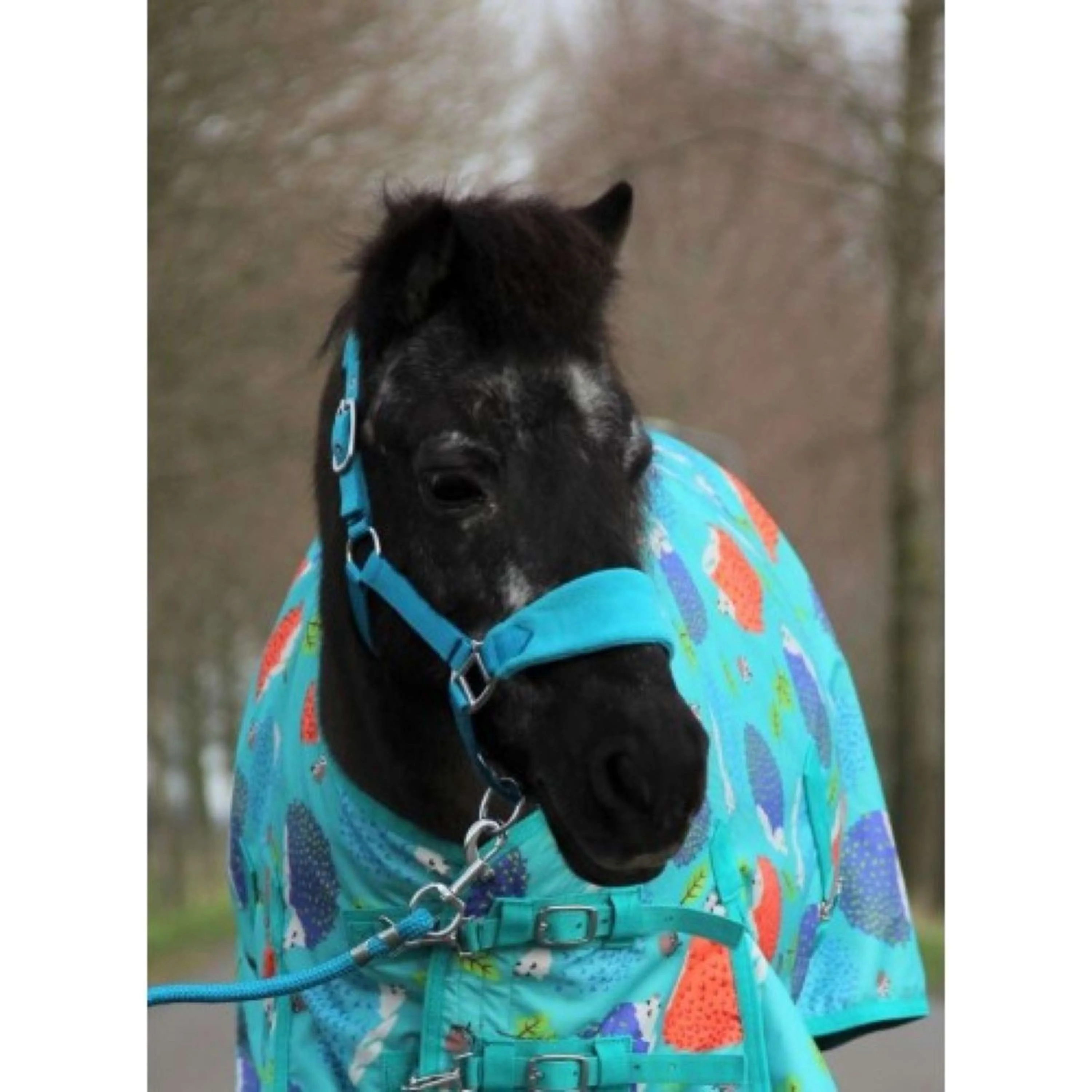 HB Harry & Hector Halfter Bellwood Fleece Türkis - Image 2