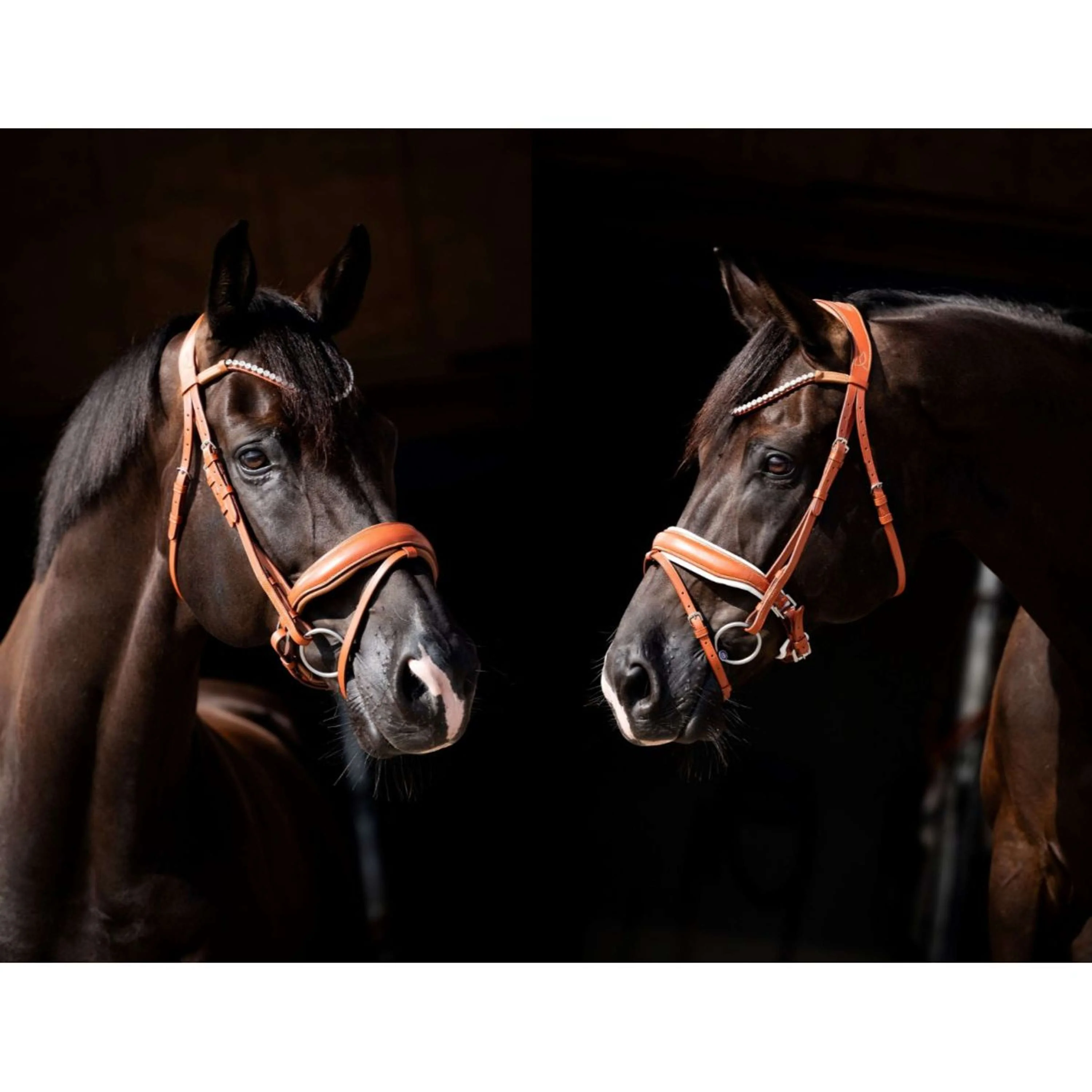 HB Showtime Zaum Chesnuth Cognac - Image 3