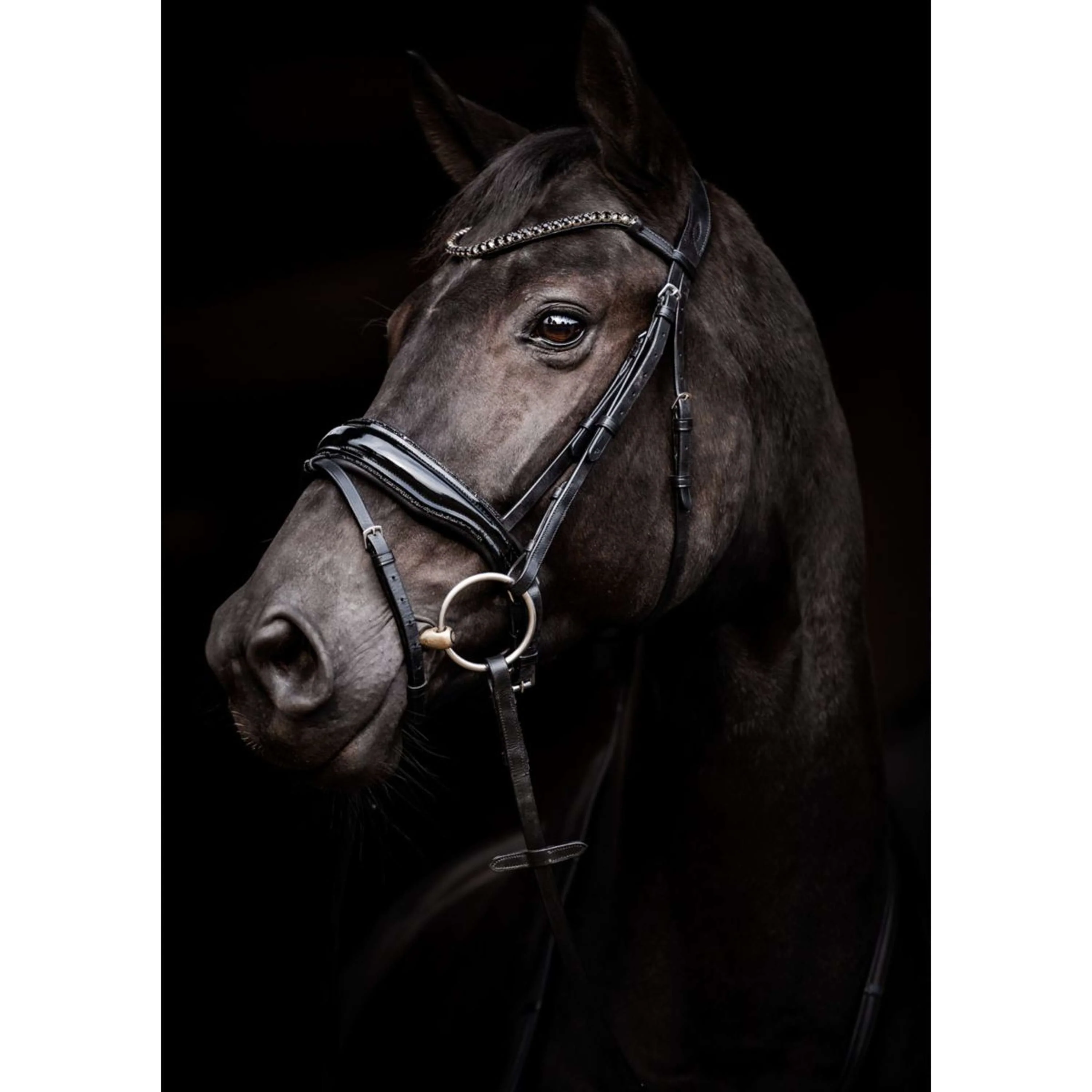 HB Trense Showtime Evalira Schwarz - Image 2