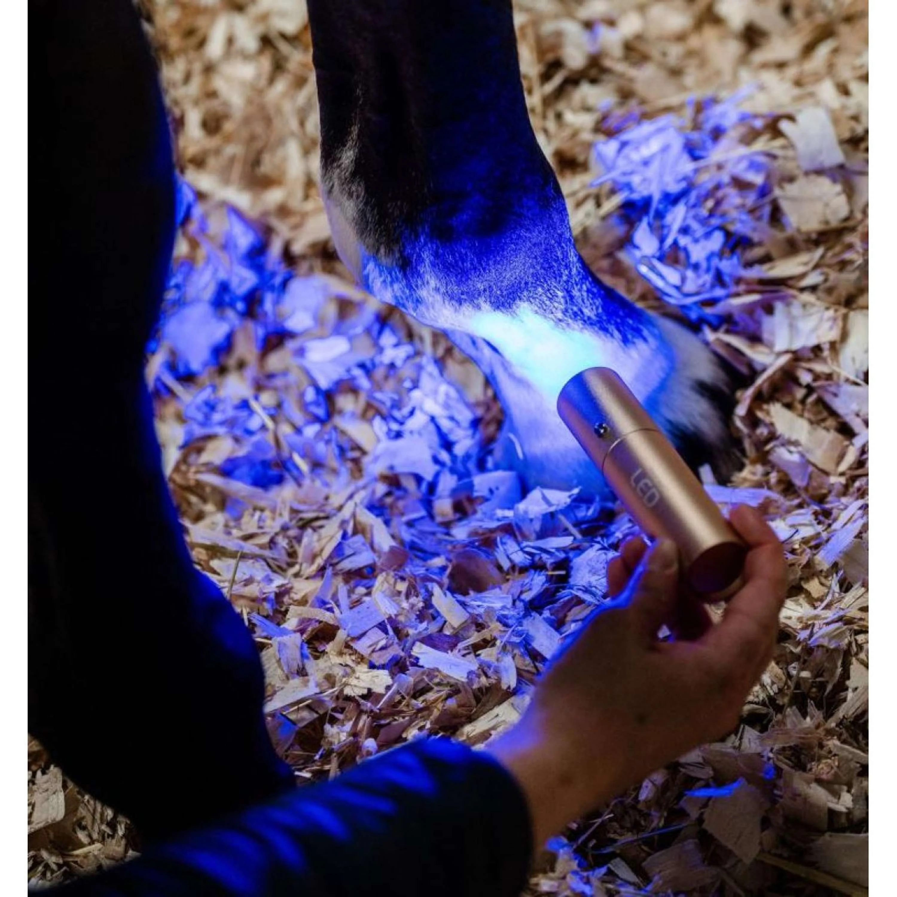 Horseware LED Red Light Therapy Zauberstab Schwarz - Image 5