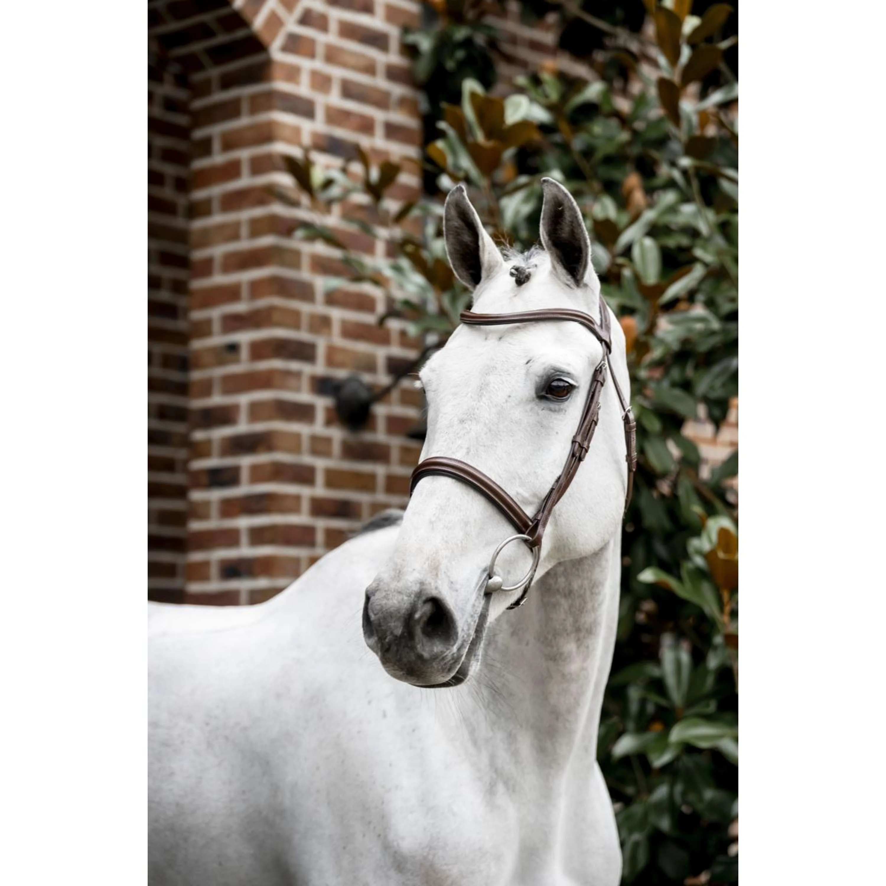 Horseware Zaum Cavesson Braun - Image 11