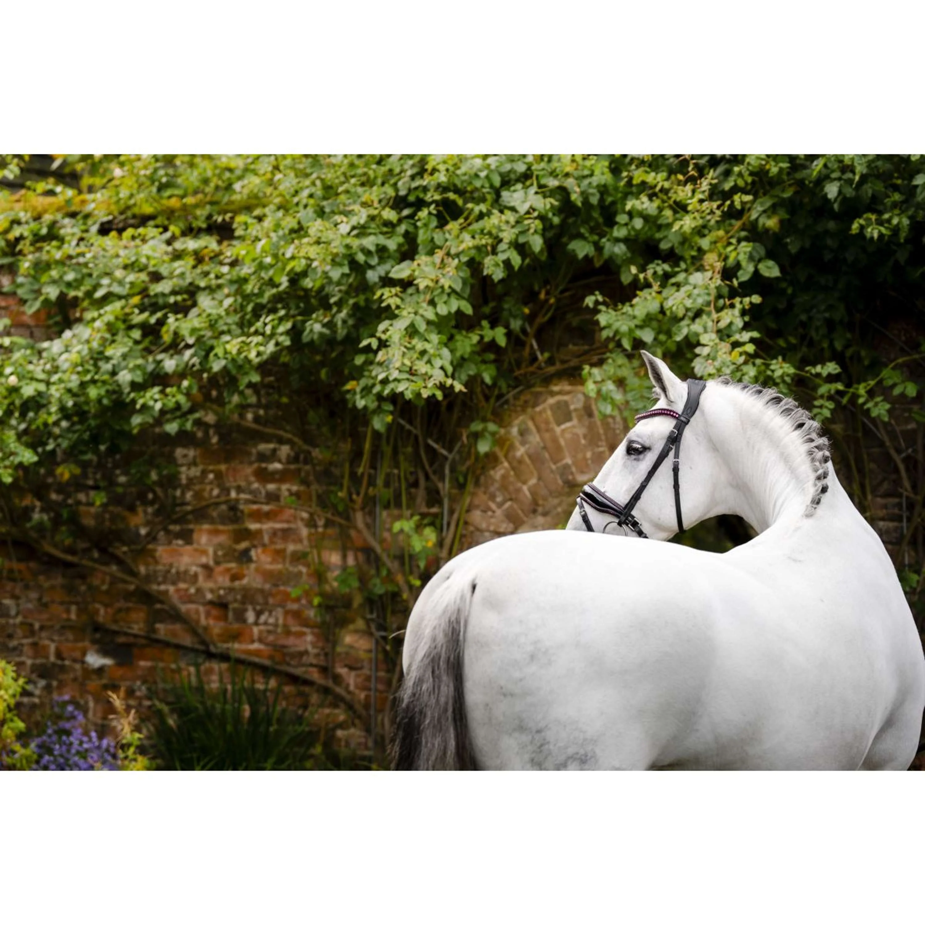 Horseware Zaum Diamante Schwarz/Rosa - Image 3