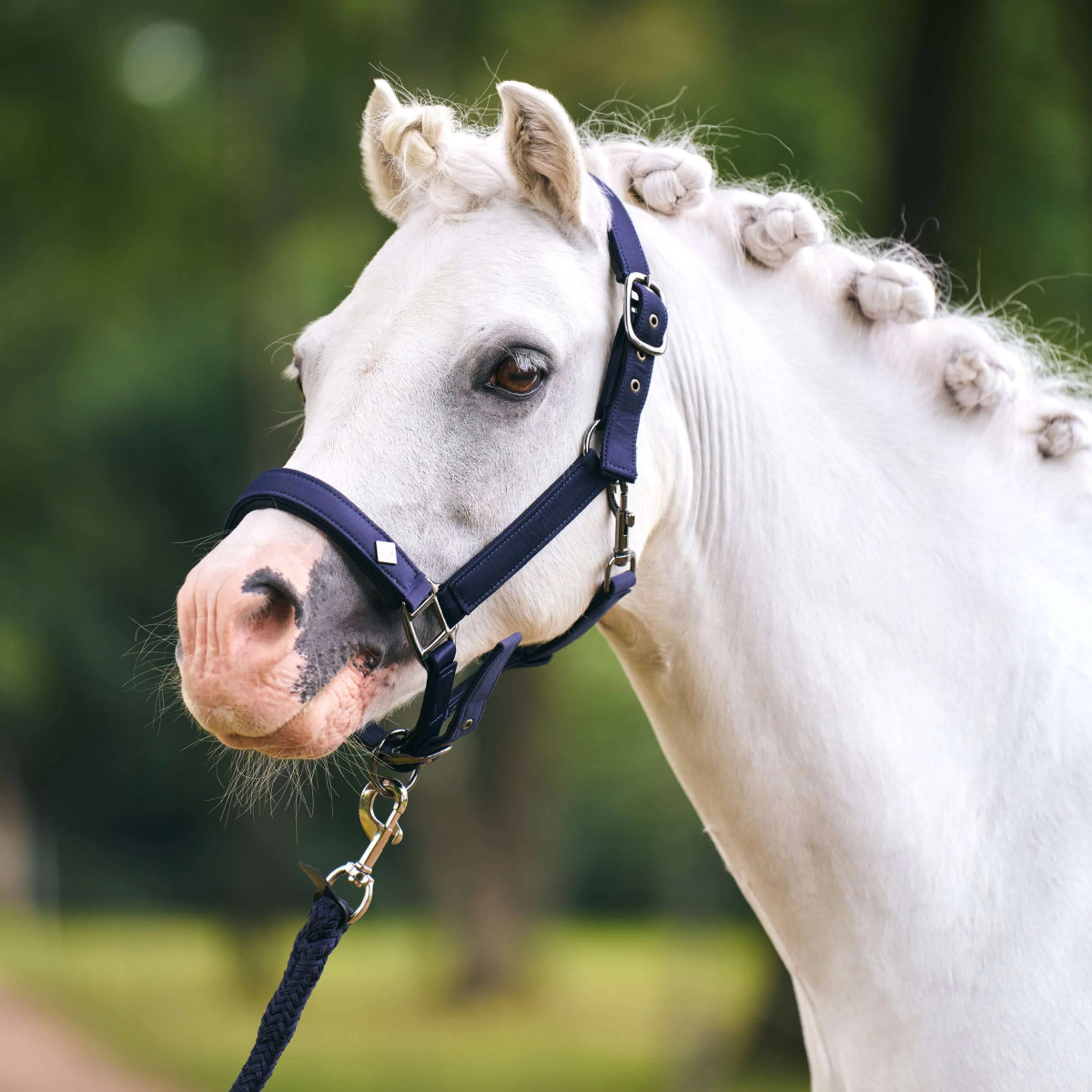Imperial Riding Halfter IRHRebel Navy - Image 2