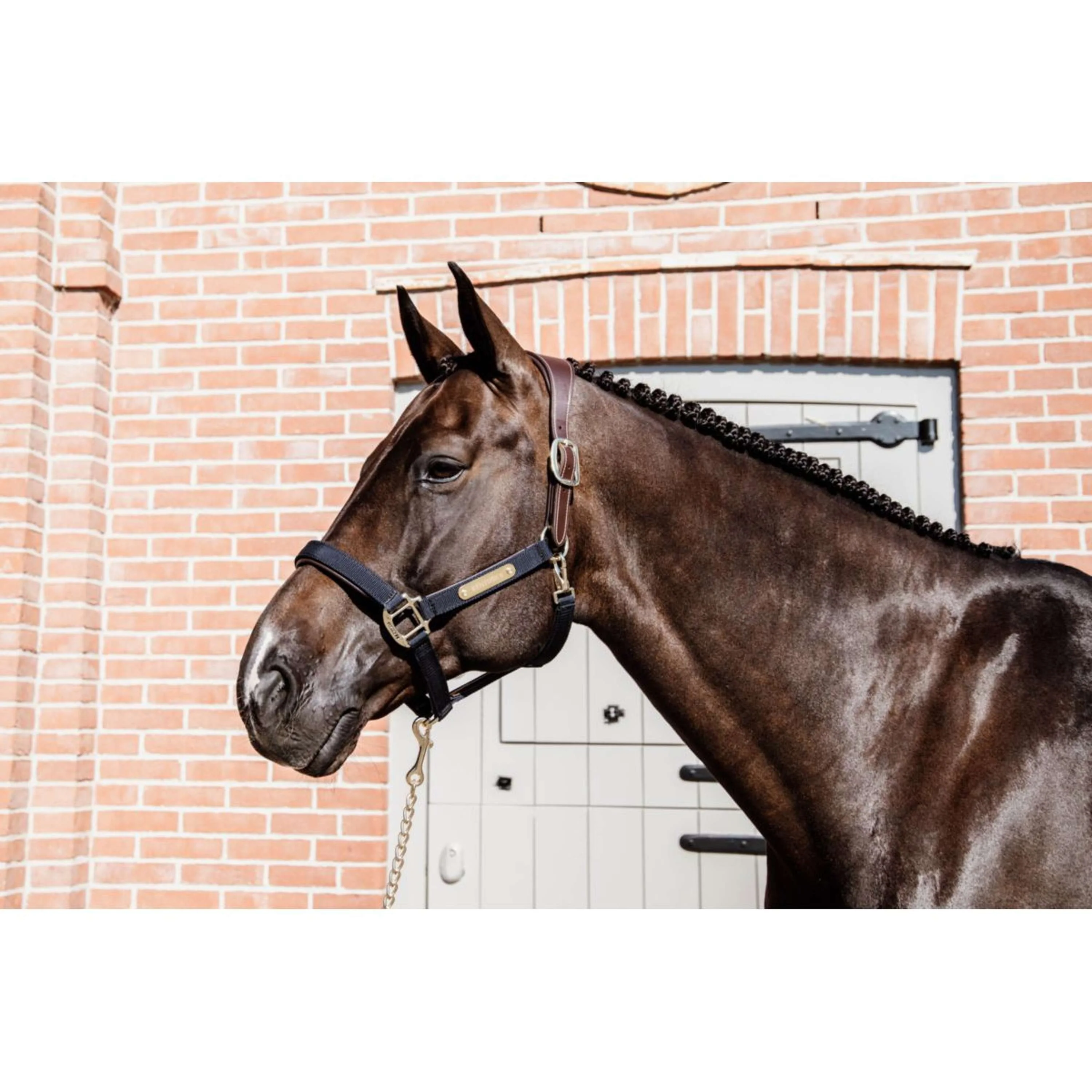 Kentucky Halfter Anatomic Nylon Navy - Image 2
