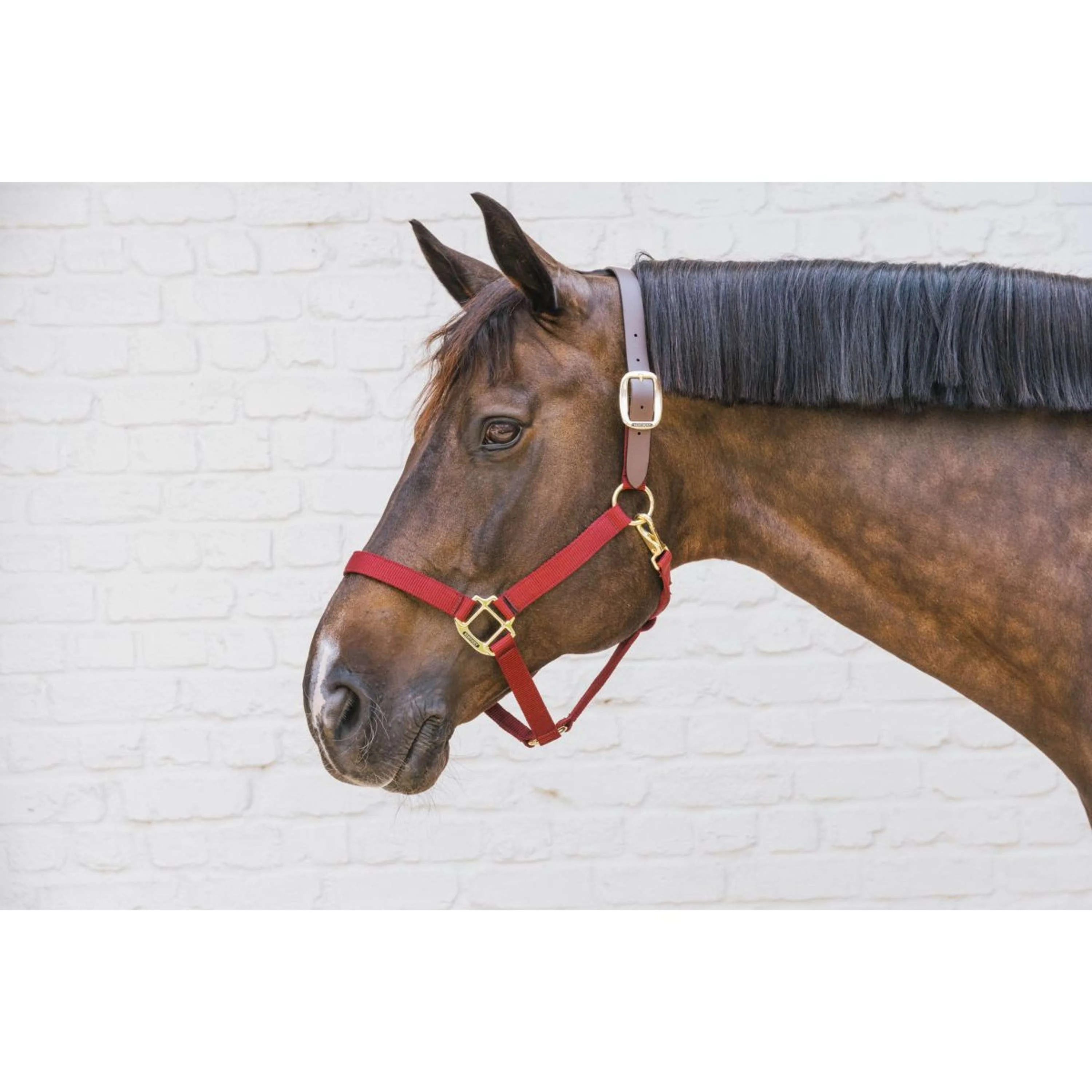 Kentucky Halfter Nylon Breakaway Bordeaux - Image 2