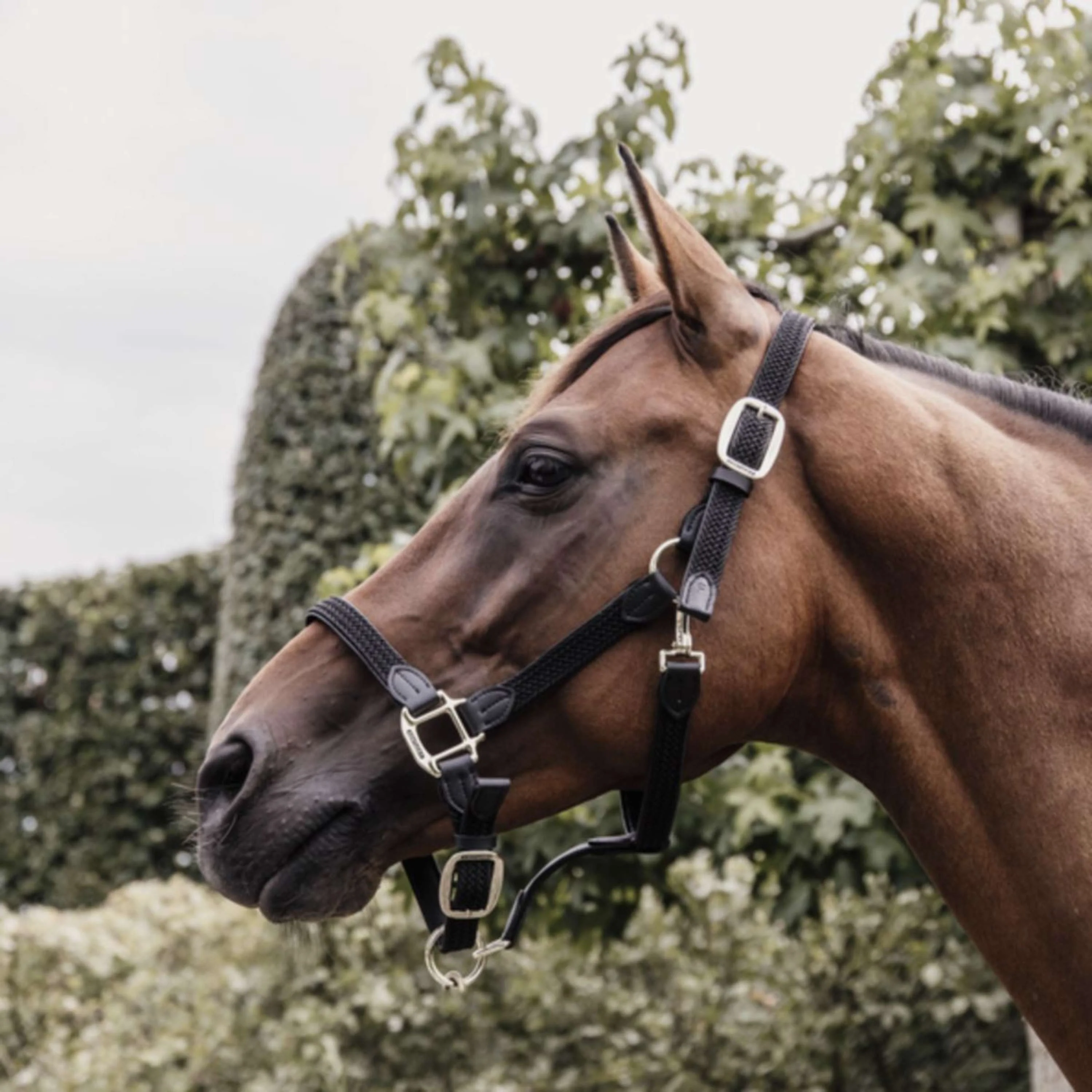 Kentucky Halfter Plaited Nylon Schwarz - Image 2