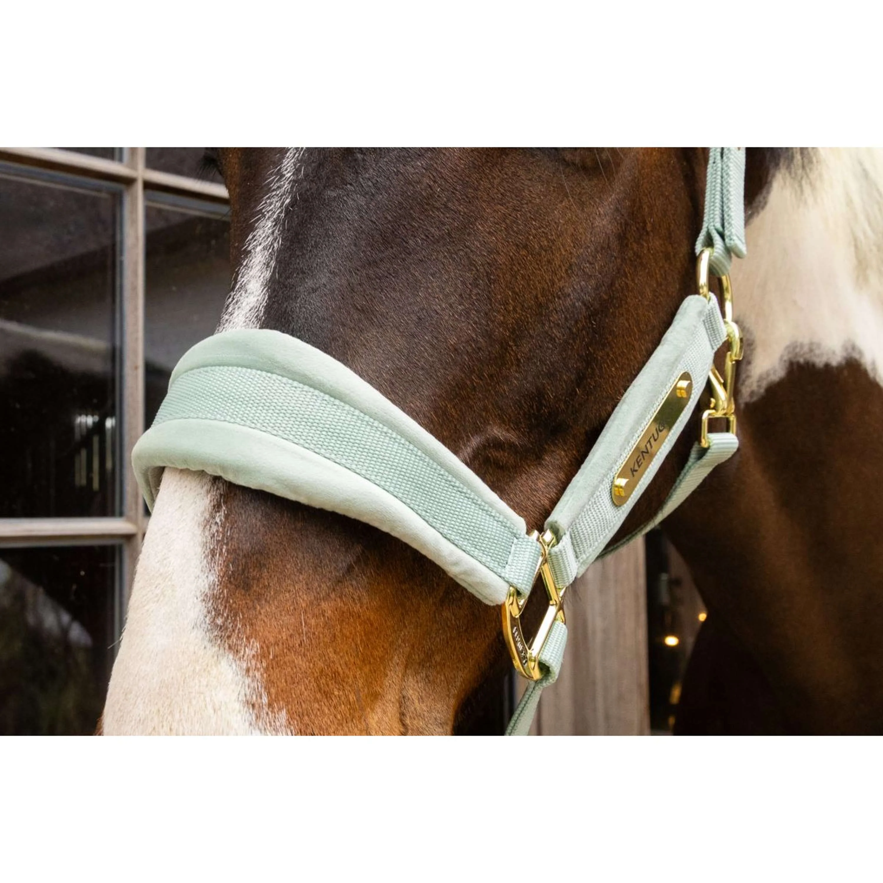 Kentucky Halfter Velvet Mint - Image 3