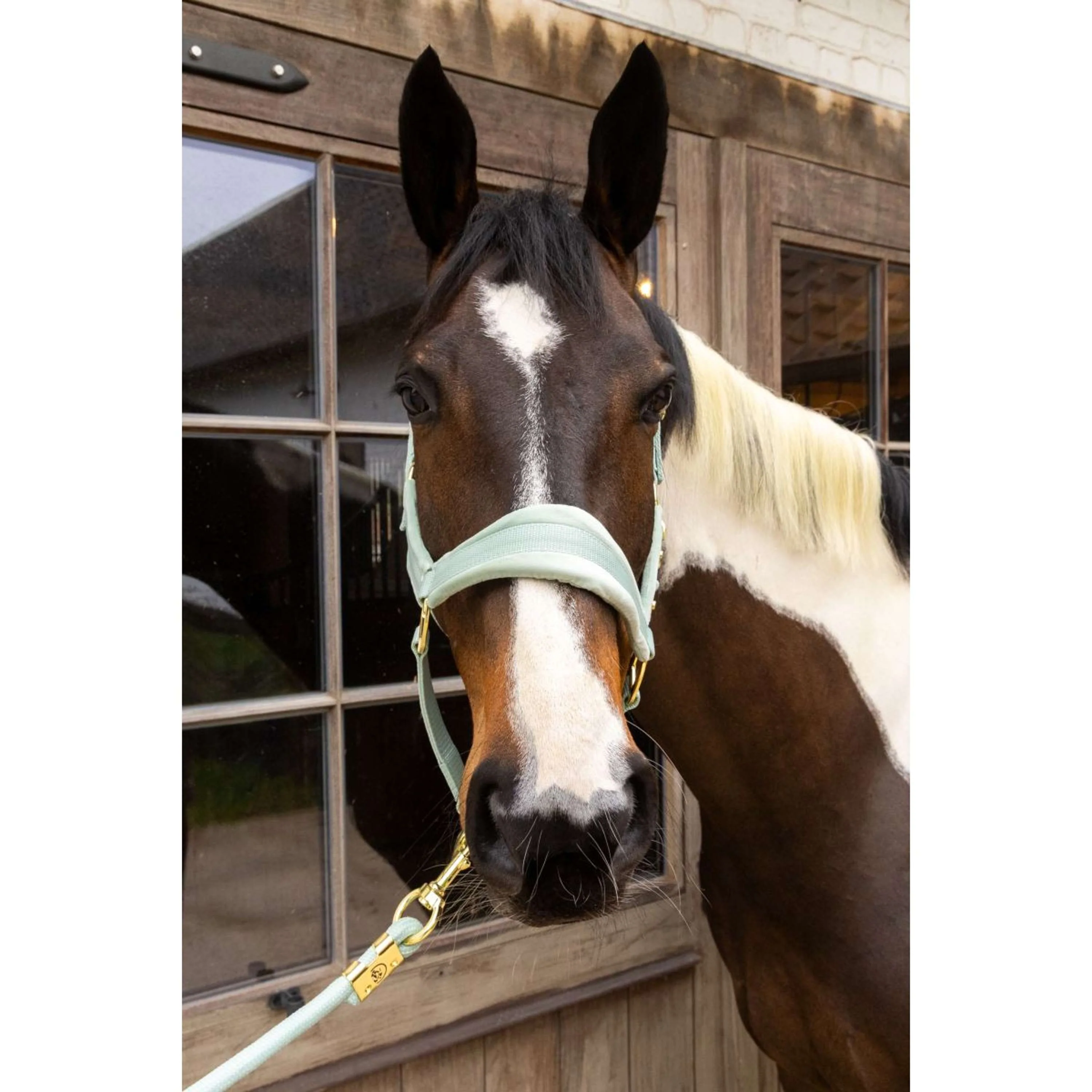 Kentucky Halfter Velvet Mint - Image 4