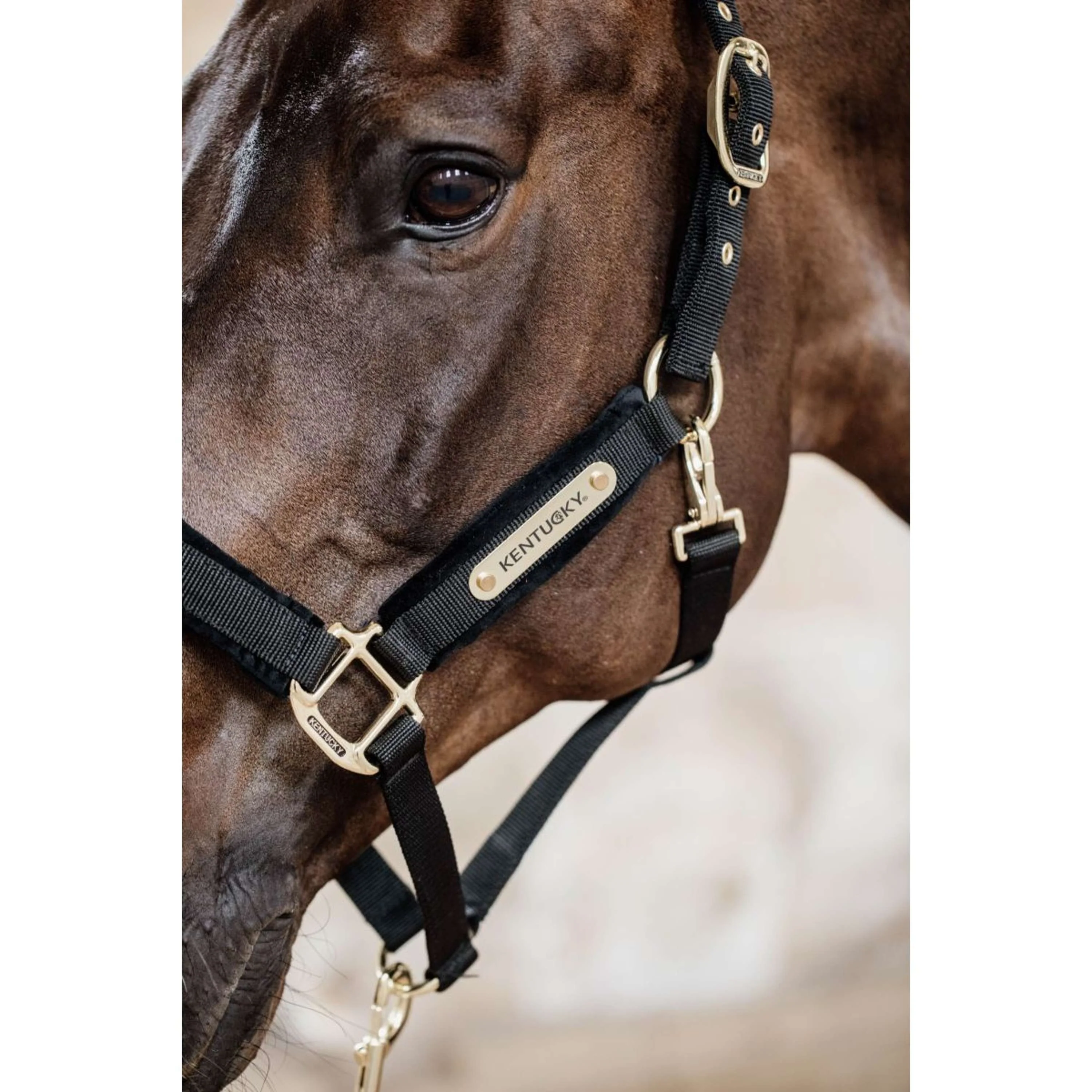 Kentucky Halfter Velvet Schwarz - Image 5