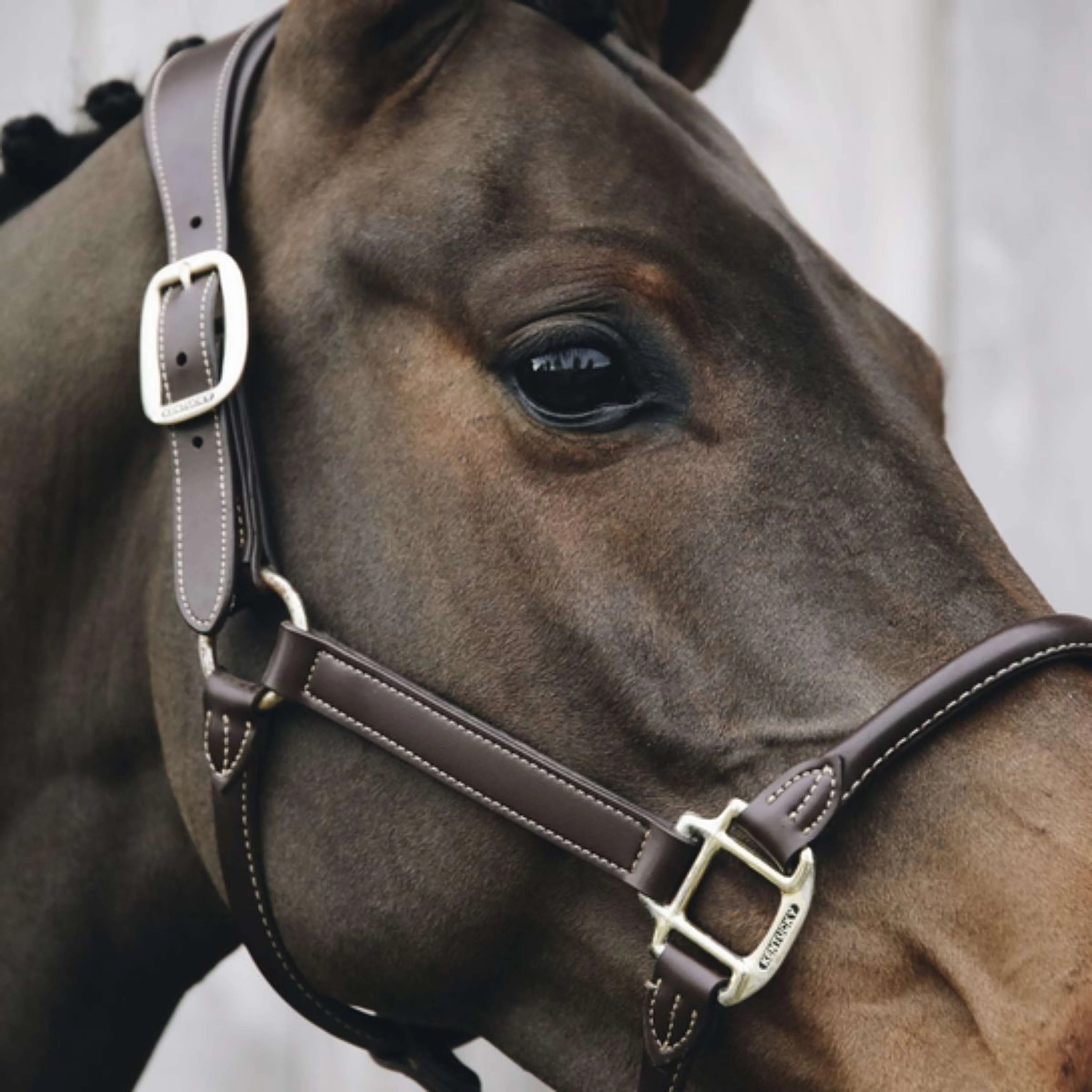Kentucky Leder Halfter Braun - Image 3