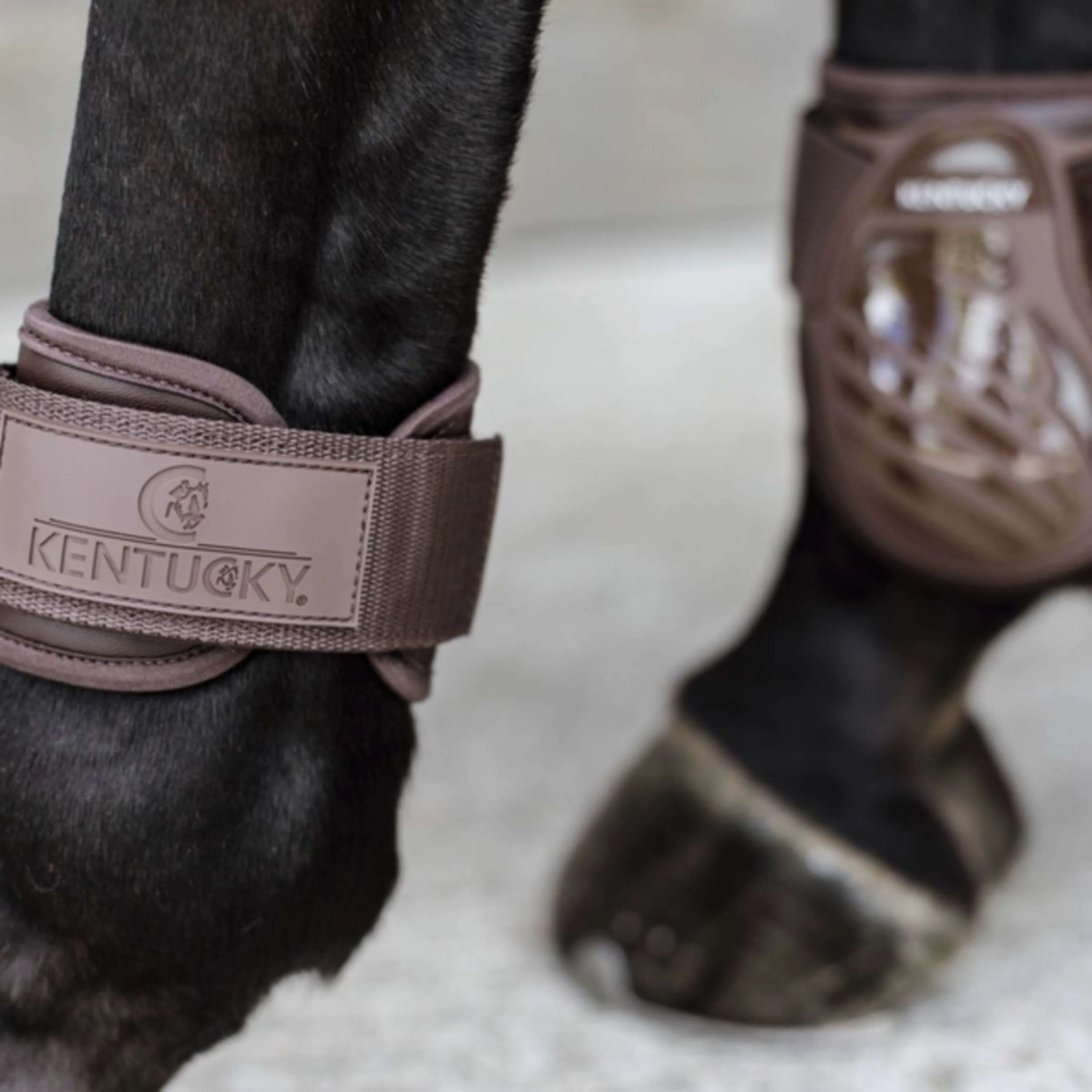 Kentucky Horsewear Streichkappen Young Horse Braun - Image 5