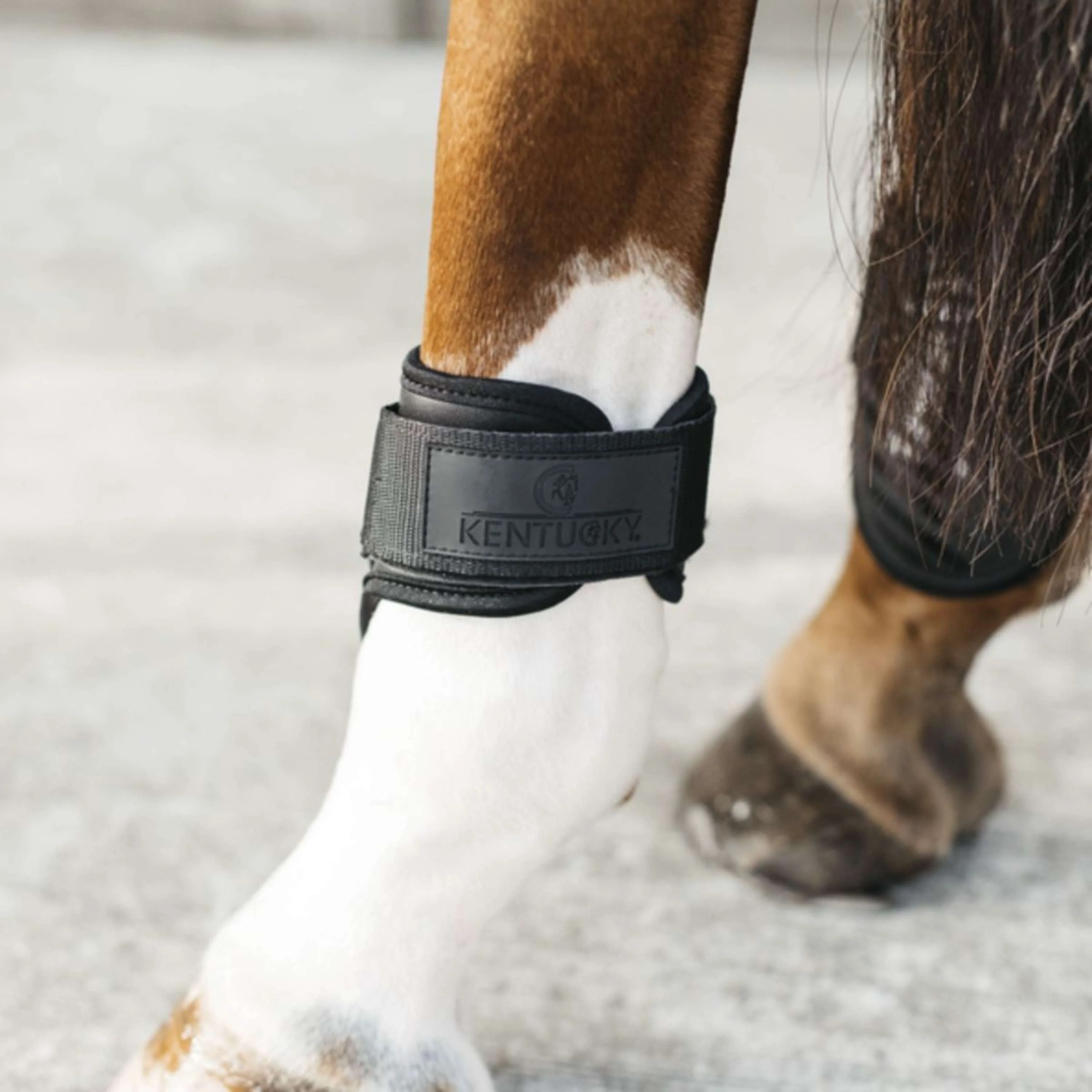 Kentucky Horsewear Streichkappen Young Horse Schwarz - Image 2