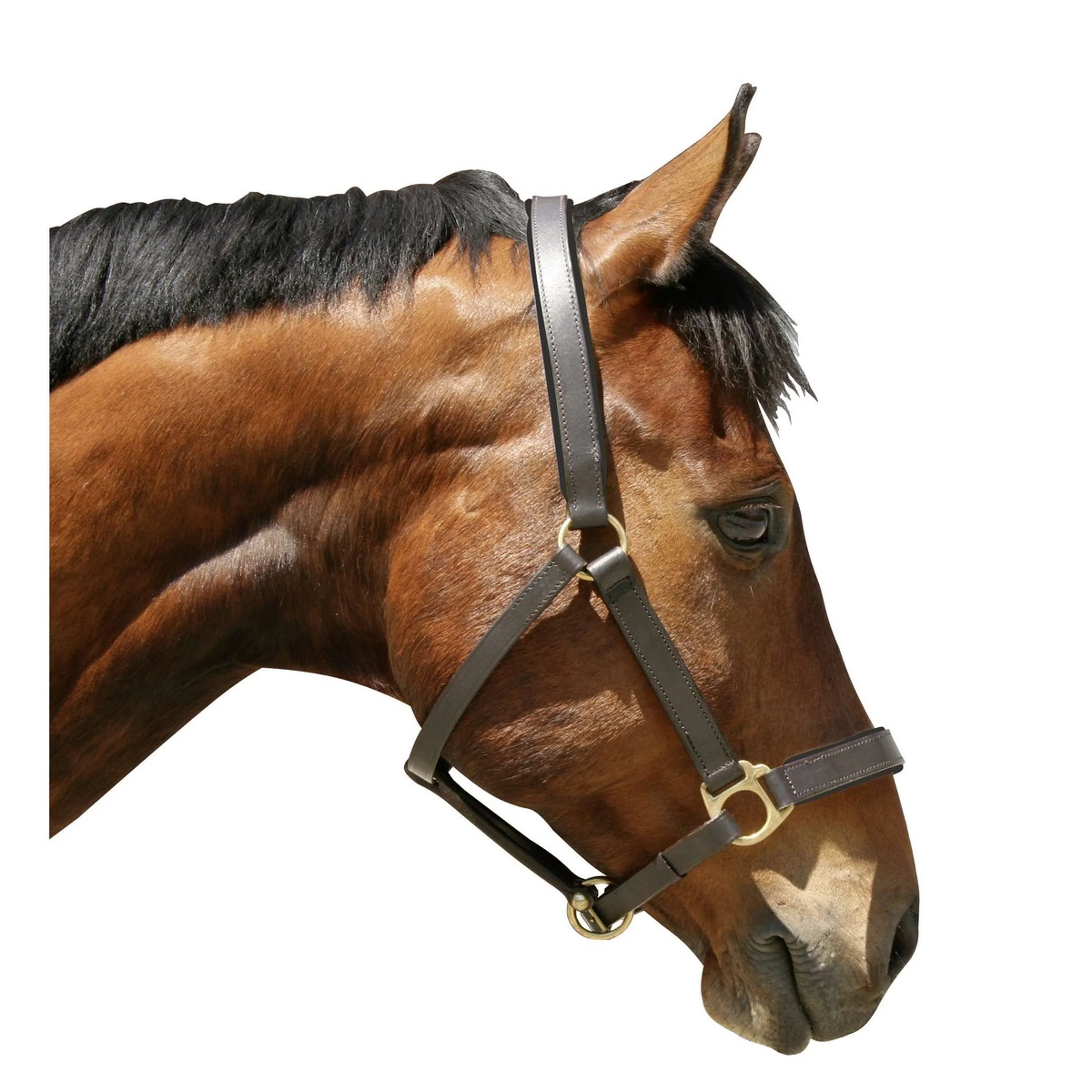 Covalliero Halfter Eco Leder Braun - Image 4