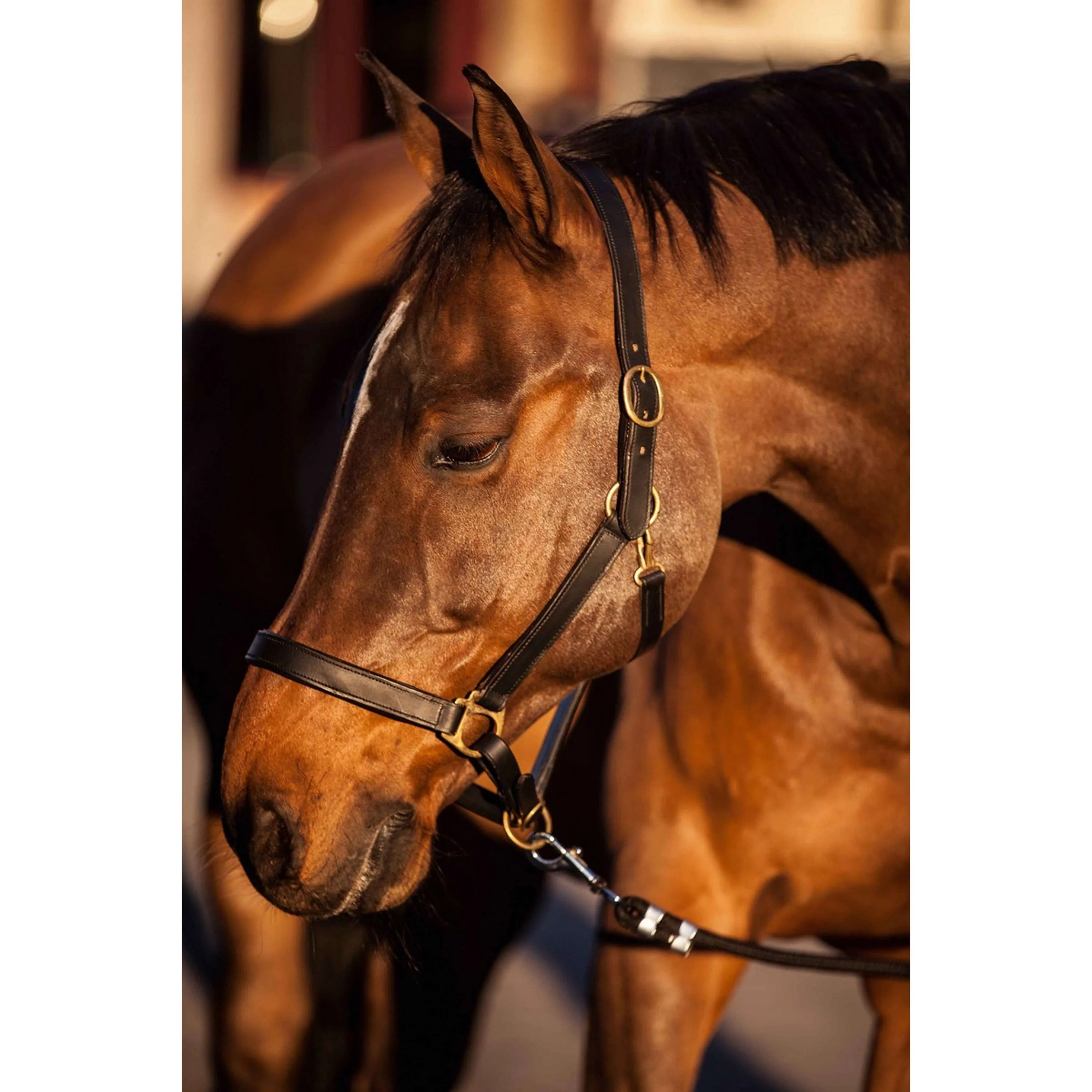 Covalliero Halfter Eco Leder Braun - Image 6