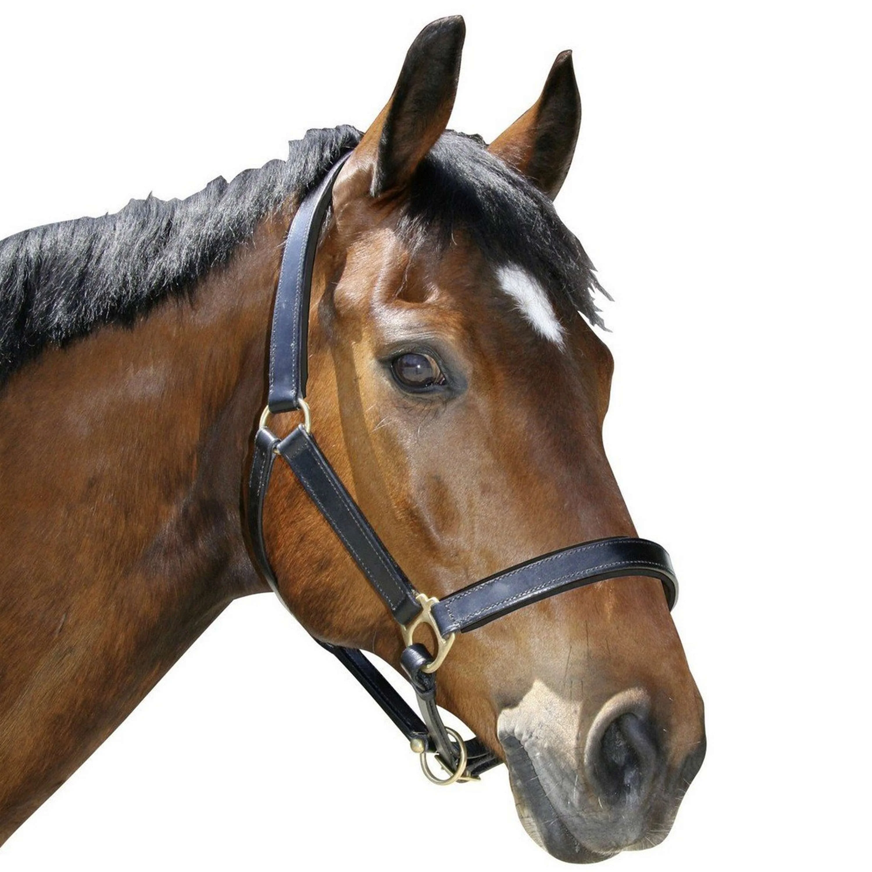 Covalliero Halfter Eco Leder Schwarz - Image 2