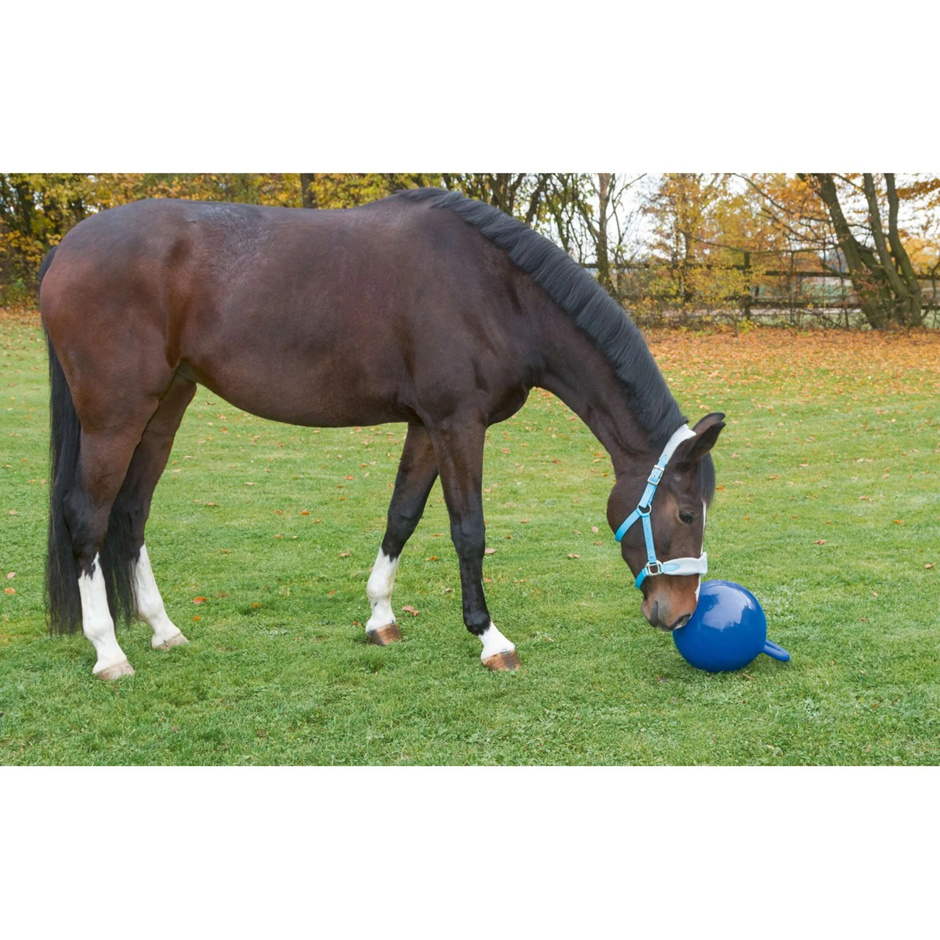 Kerbl Spielball f. Pferde Blau - Image 2