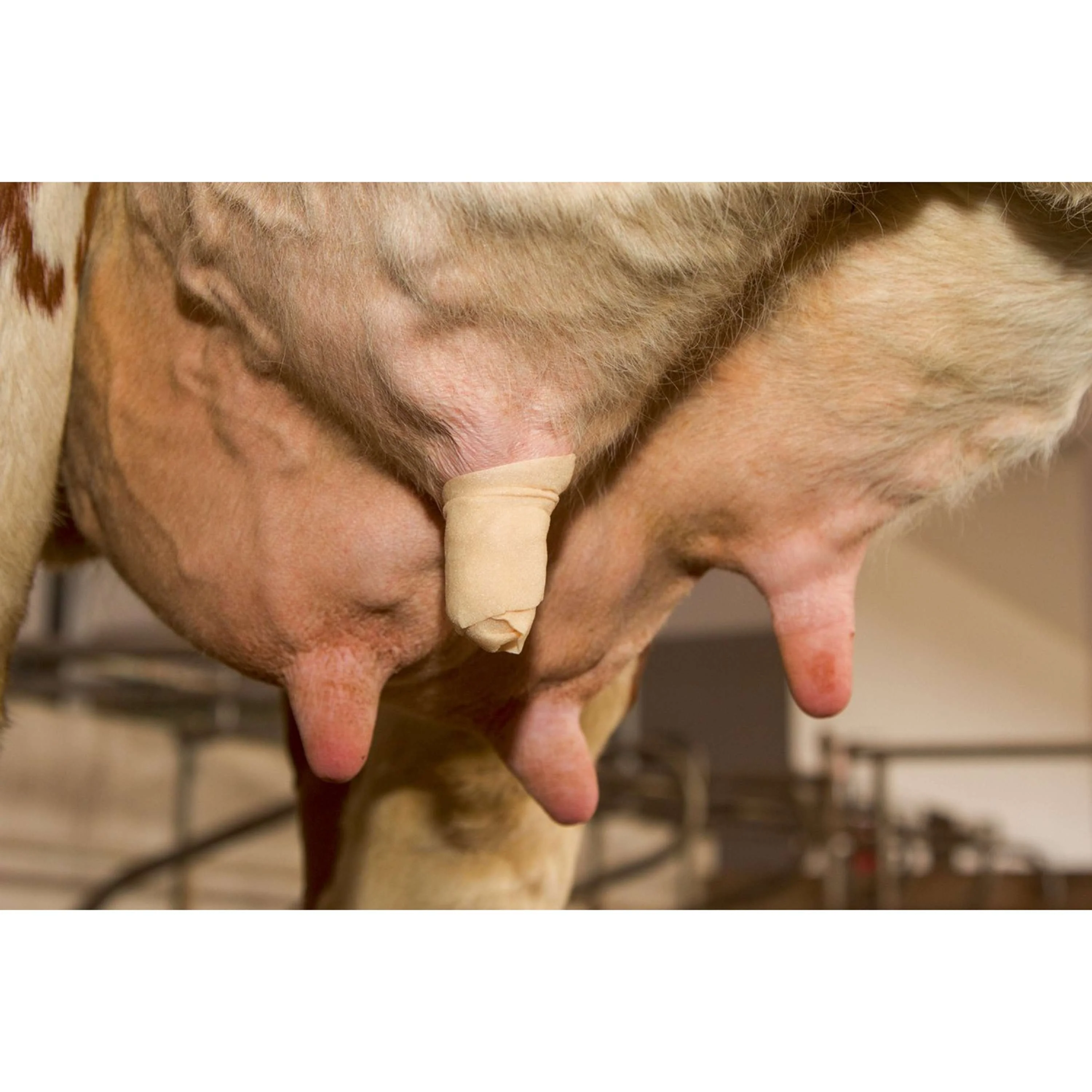 Kerbl Zitzenbandage Udderosoft - Image 8