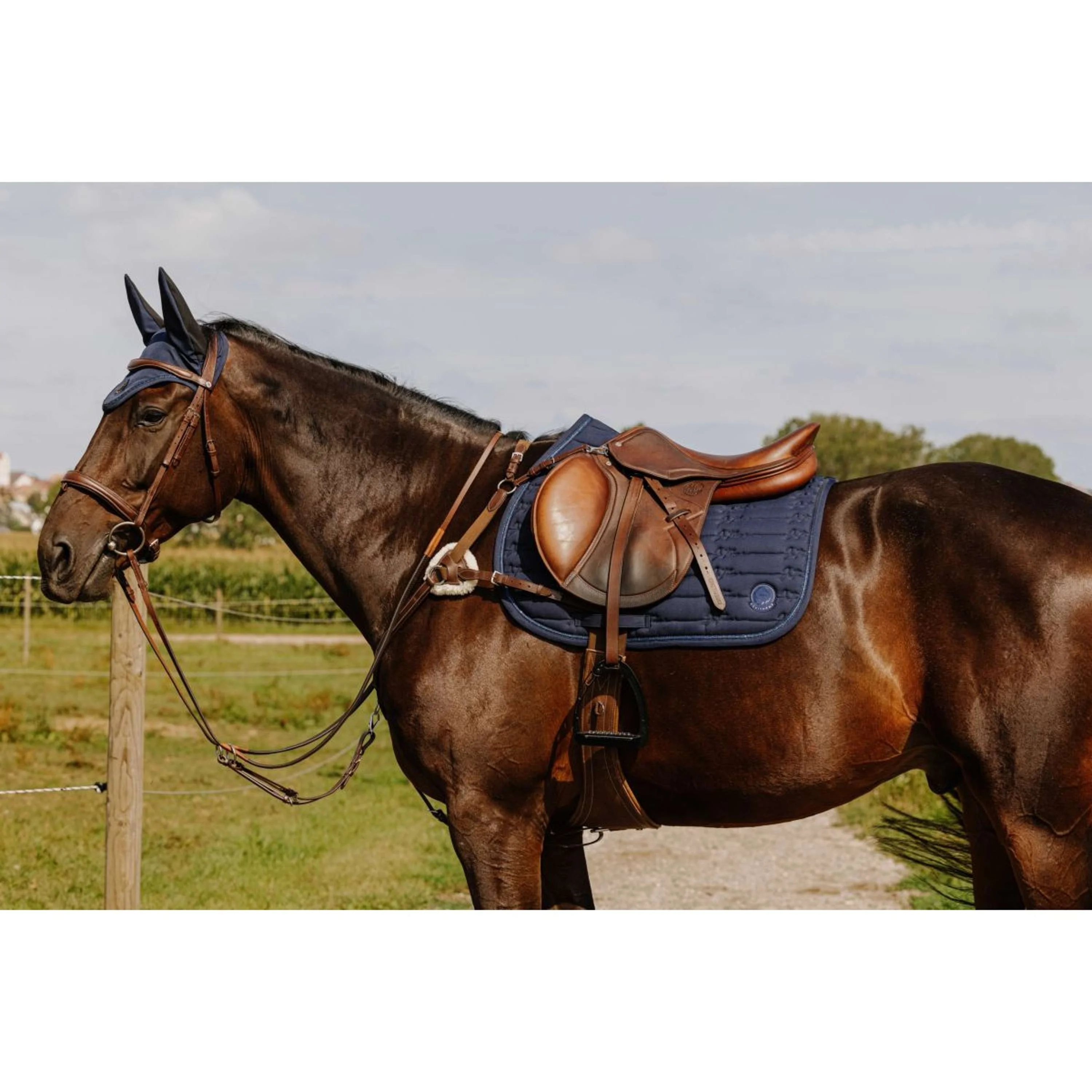 Norton Brustgeschirr 5 Points Havanna