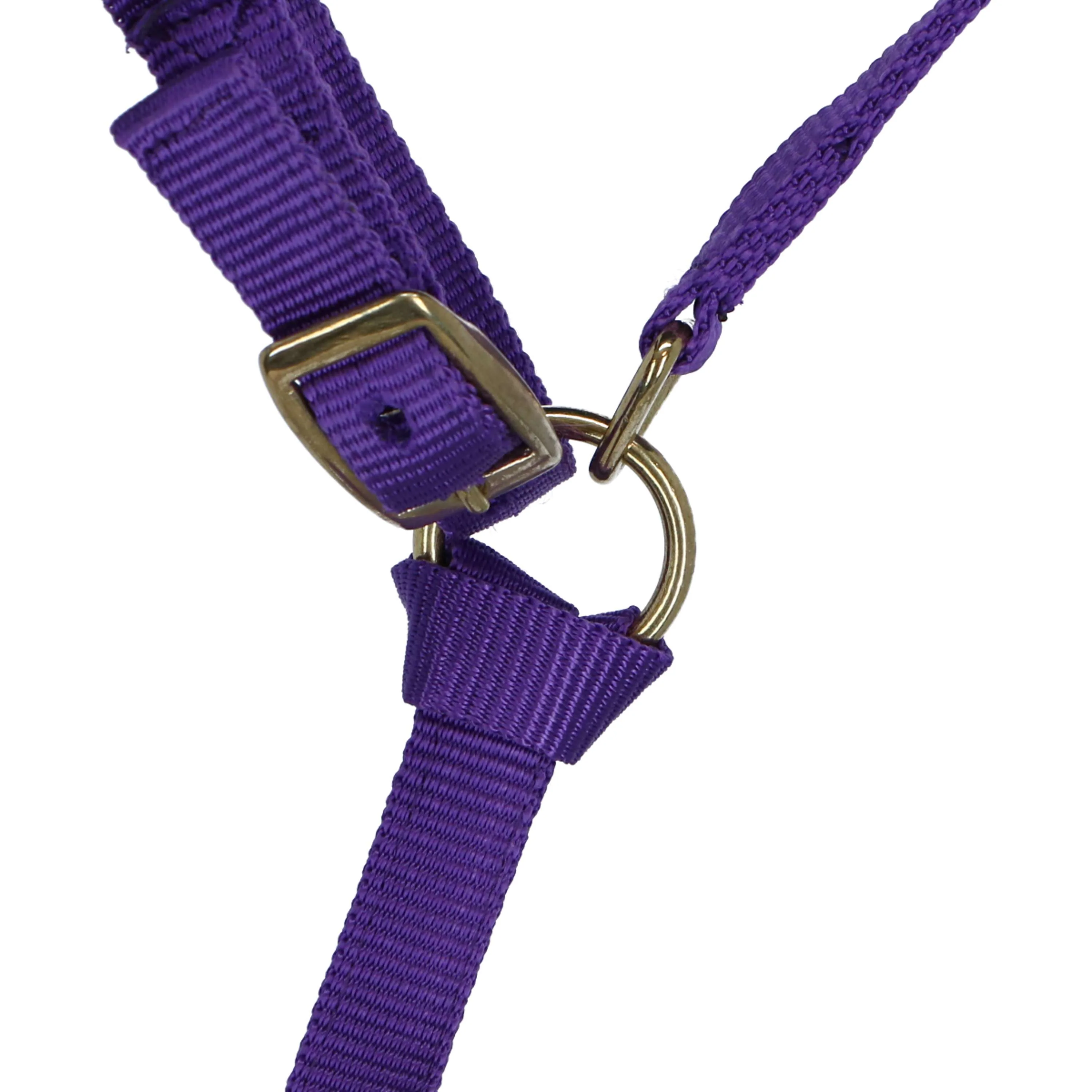 Norton Fohlenhalfter mit Leine Violett - Image 3