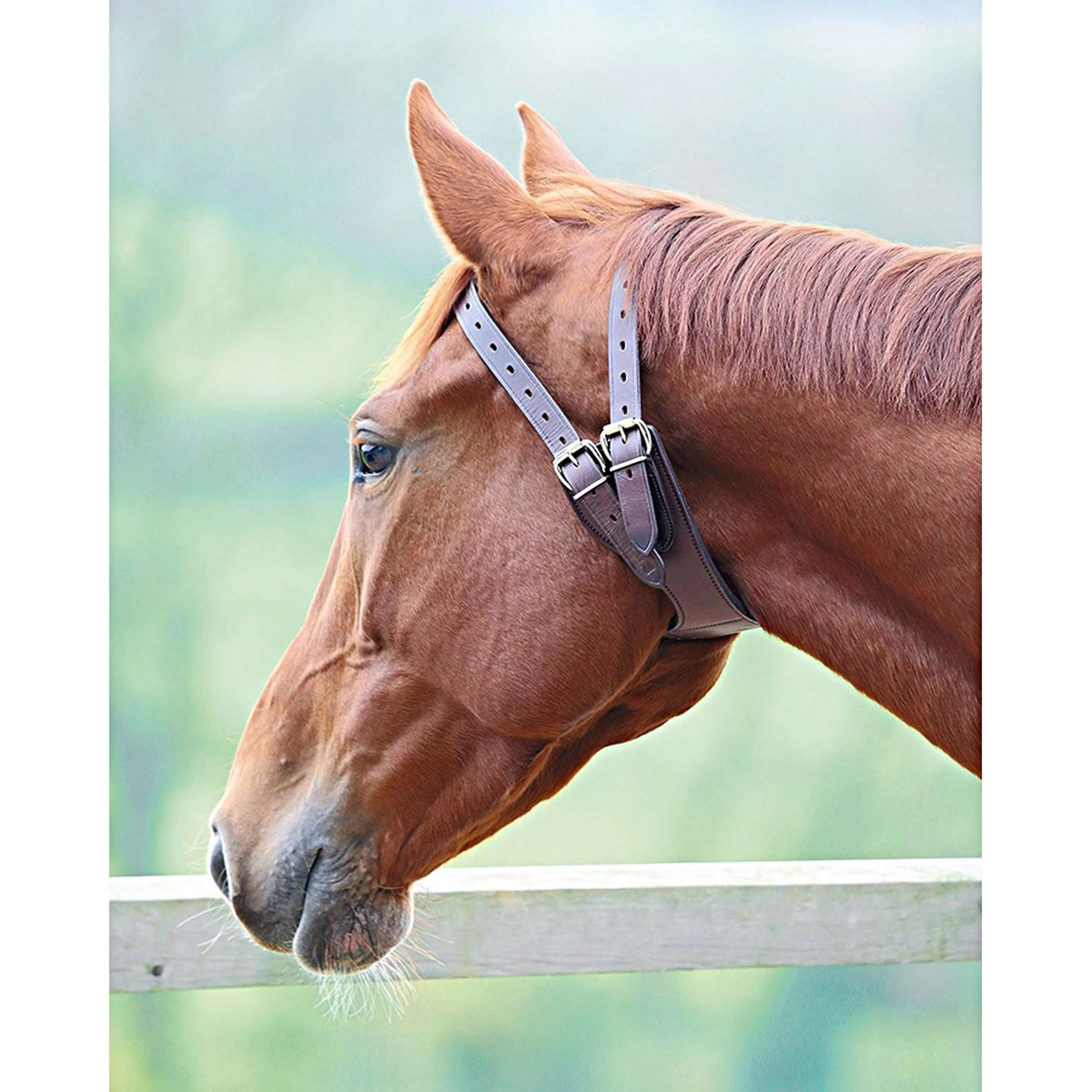 Shires Halsband Anti-Beiß Australian Nut - Image 3