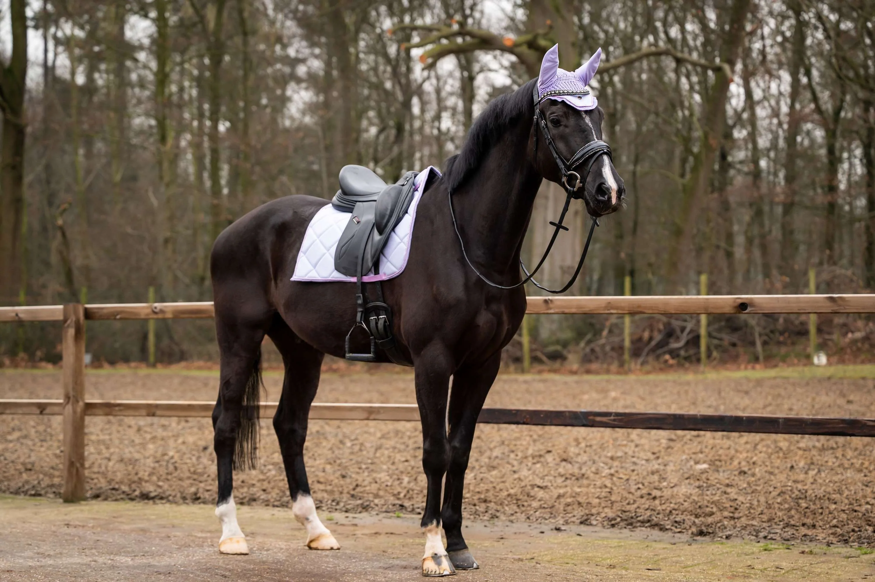 Showtime Schabracke Spring Dressur Lila - Image 2